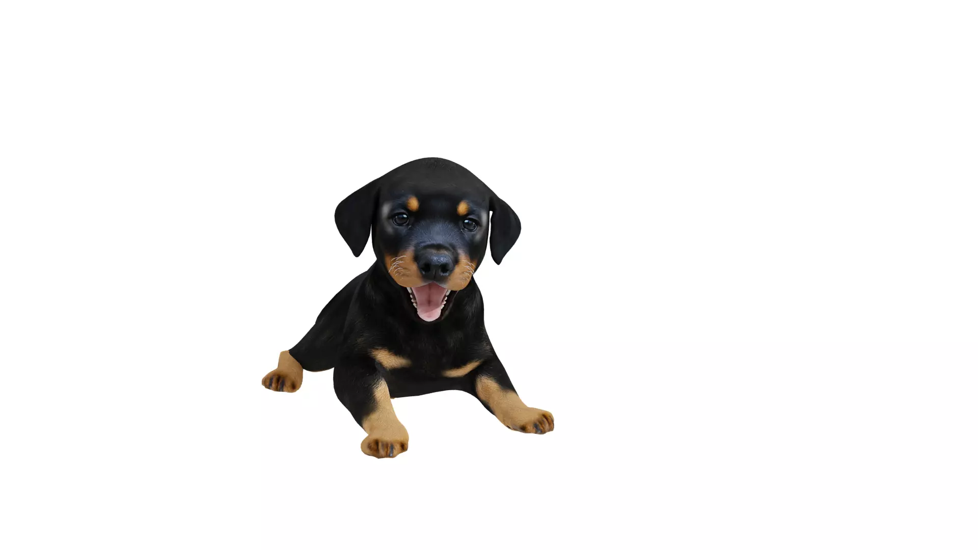 Rottweiler Puppy Dog Low-poly 3D model_9