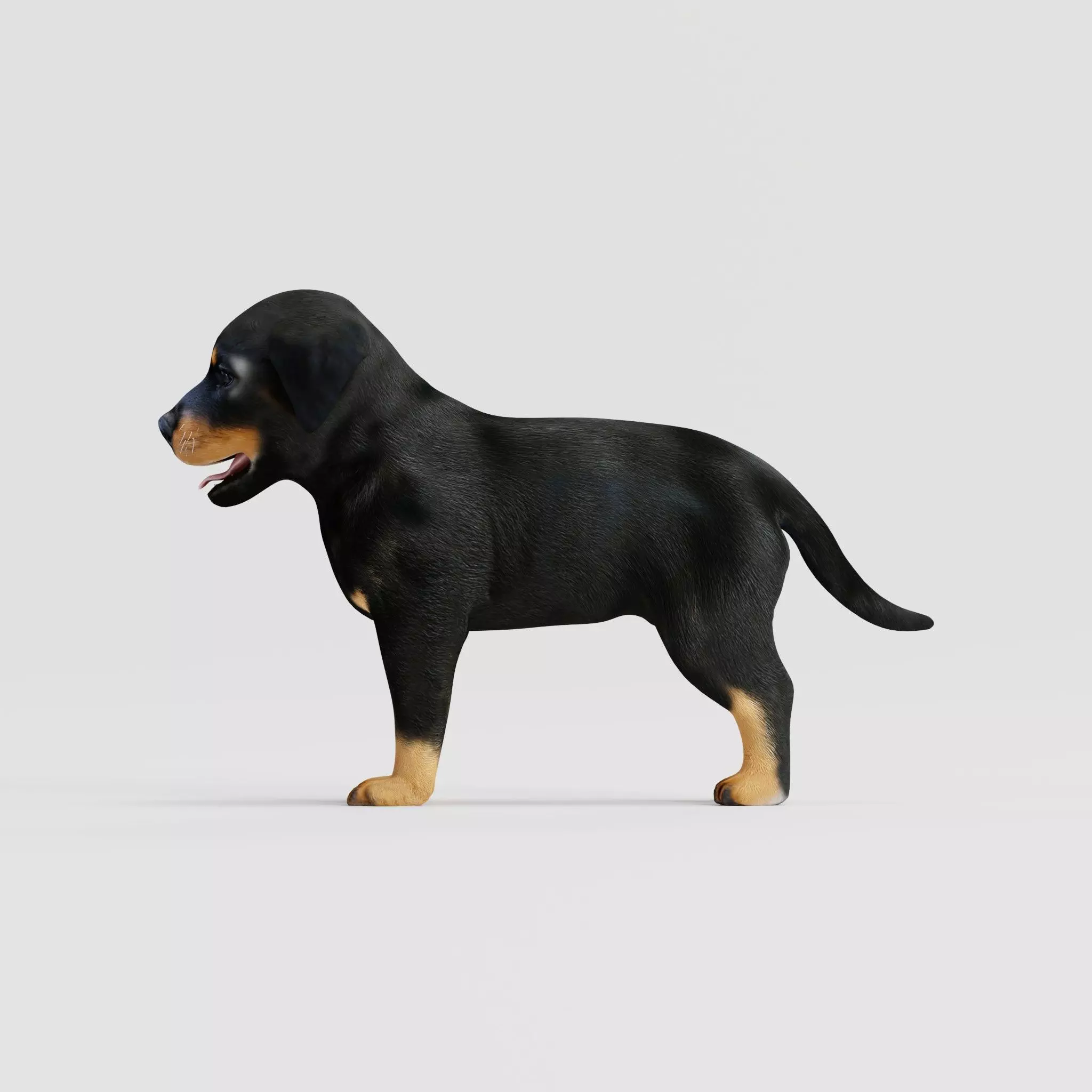 Rottweiler Puppy Dog Low-poly 3D model_24