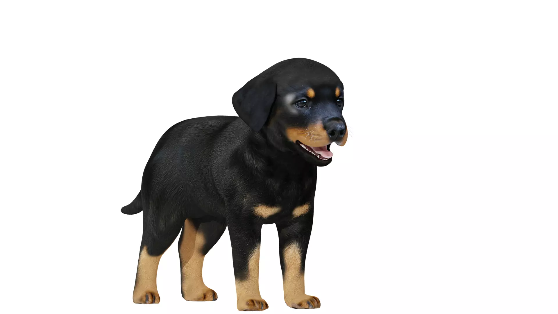 Rottweiler Puppy Dog Low-poly 3D model_27