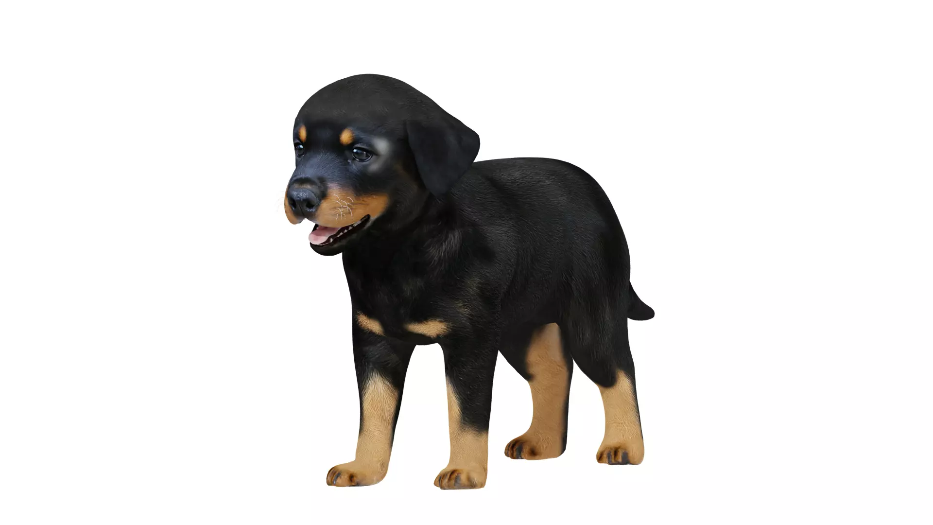 Rottweiler Puppy Dog Low-poly 3D model_23