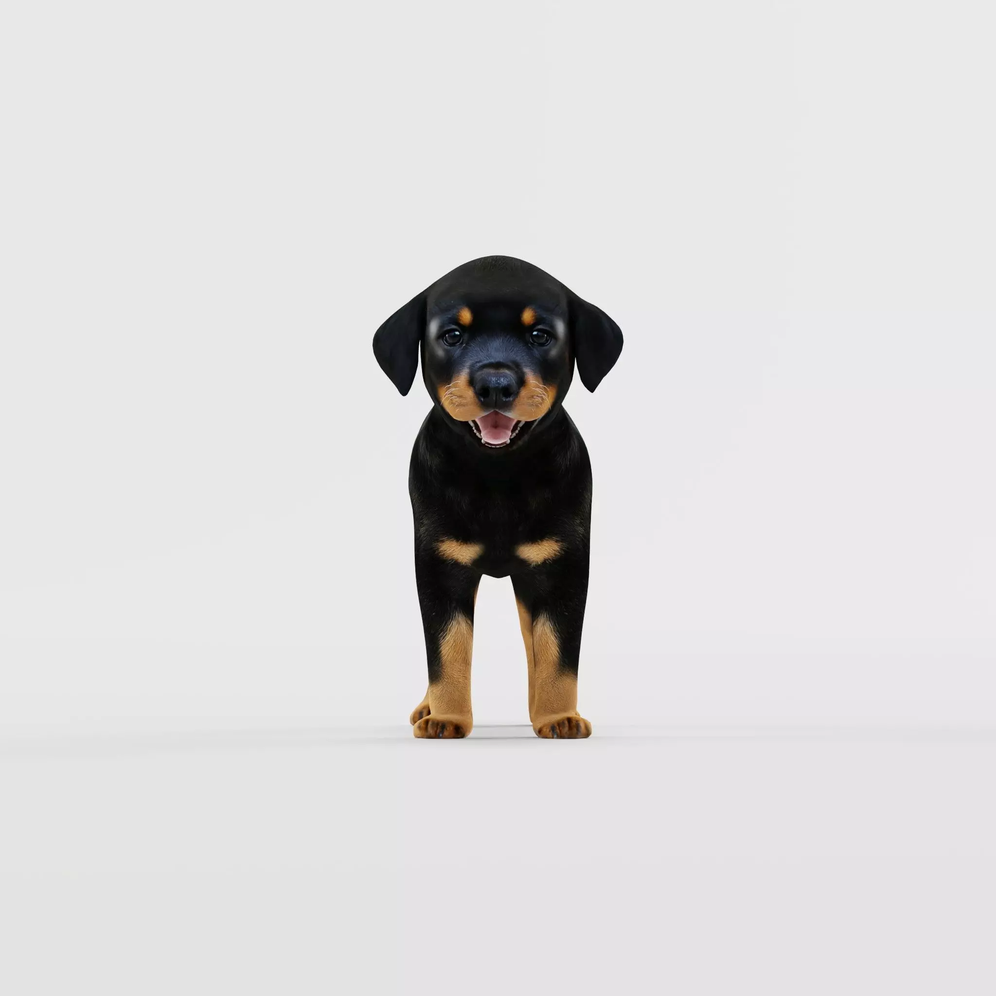 Rottweiler Puppy Dog Low-poly 3D model_17