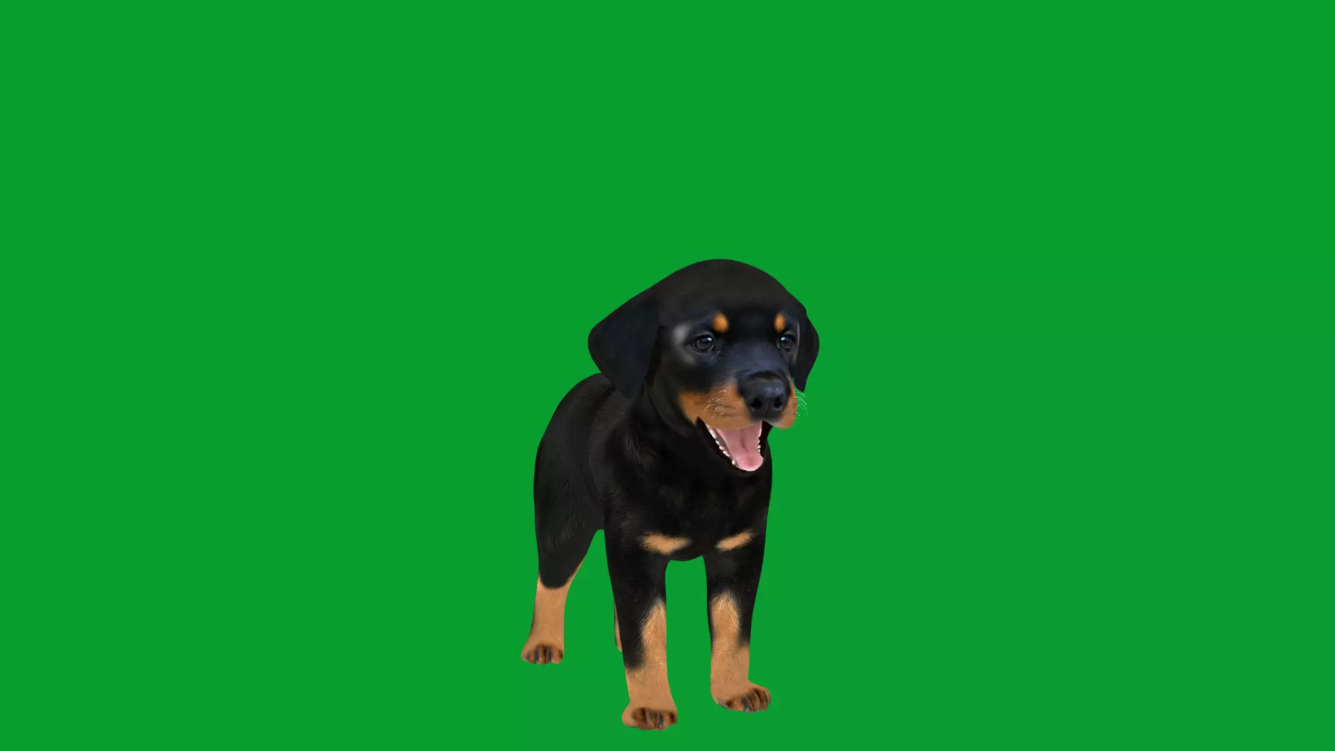 Rottweiler Puppy Dog Low-poly 3D model_28