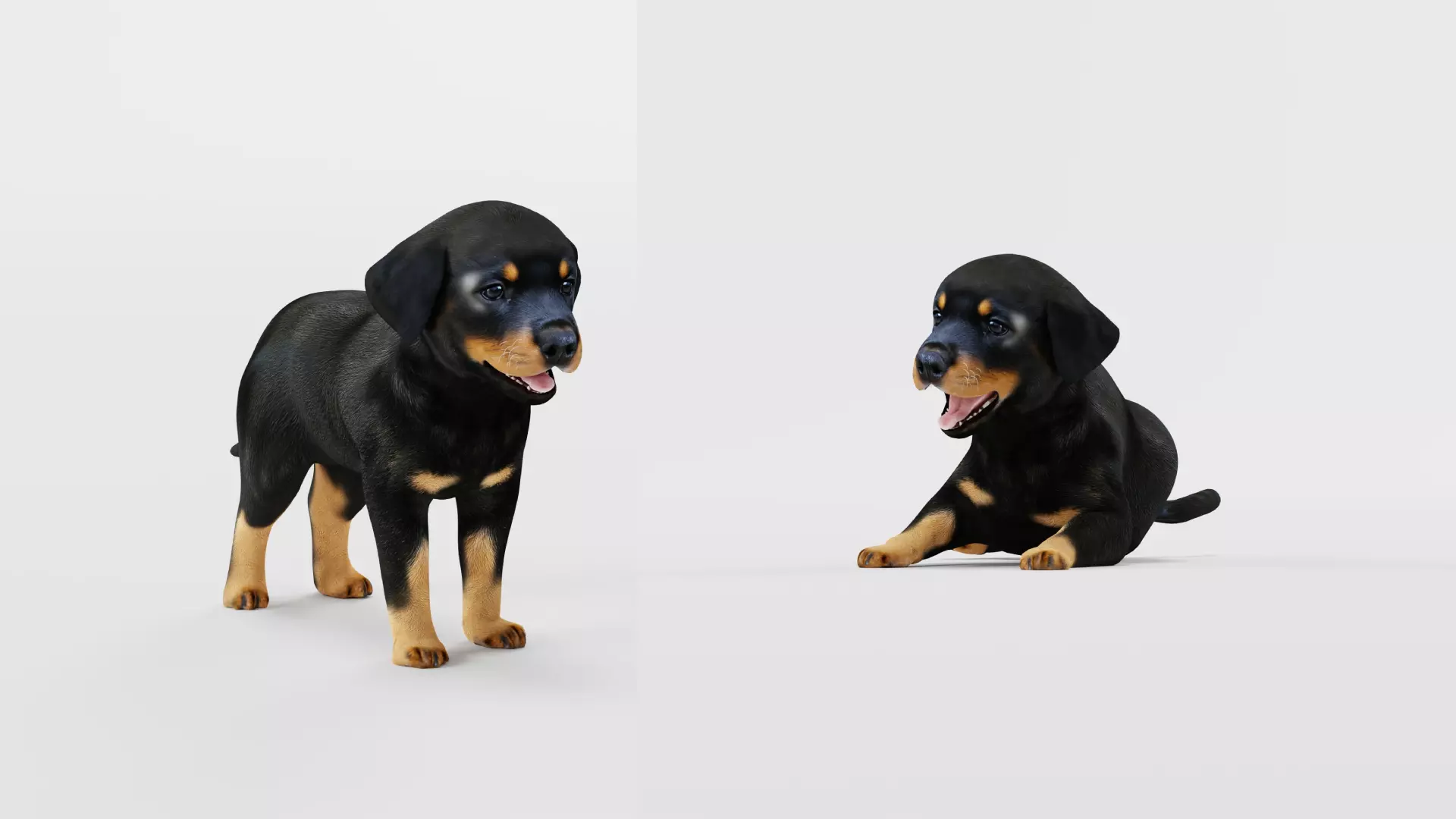 Rottweiler Puppy Dog Low-poly 3D model_54
