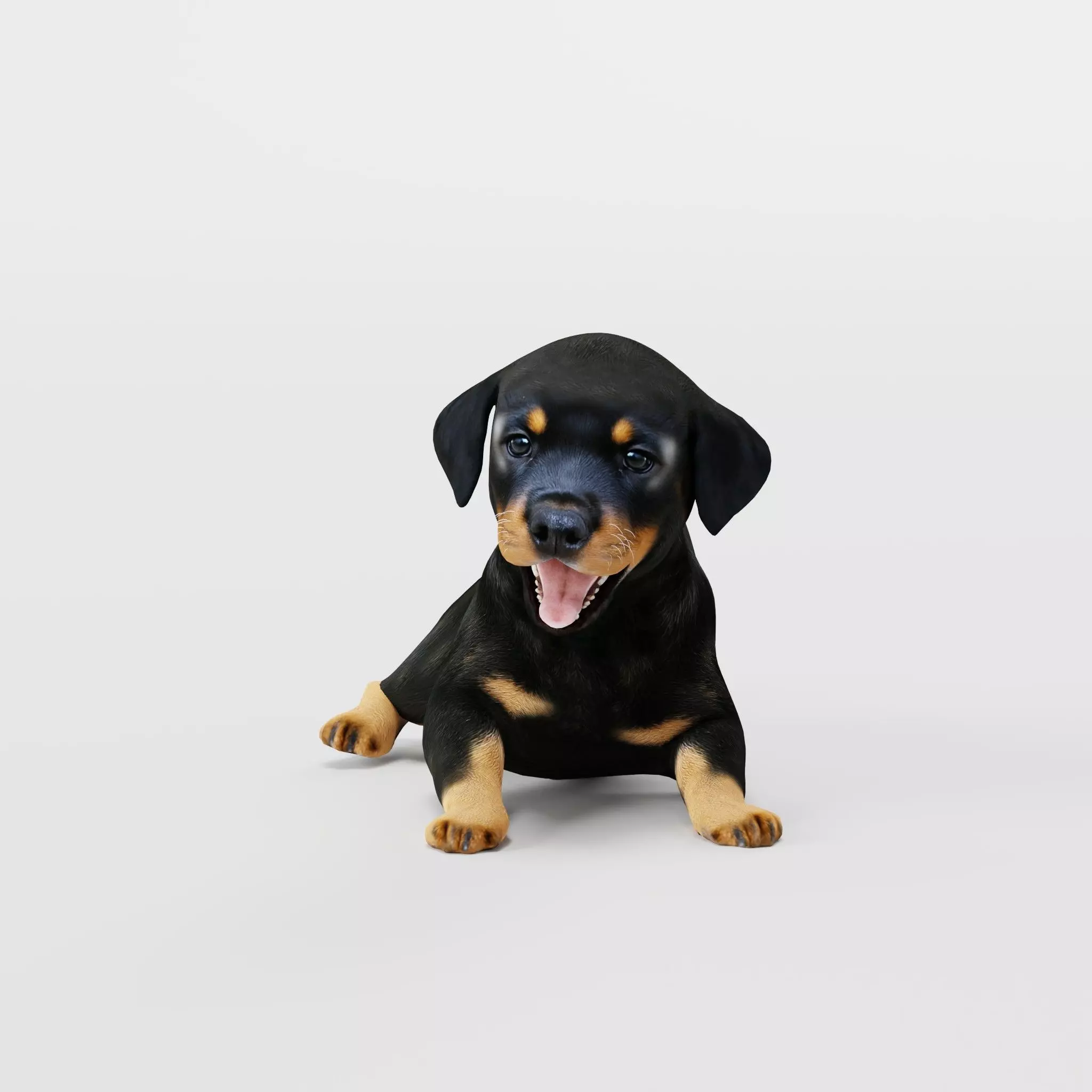 Rottweiler Puppy Dog Low-poly 3D model_15