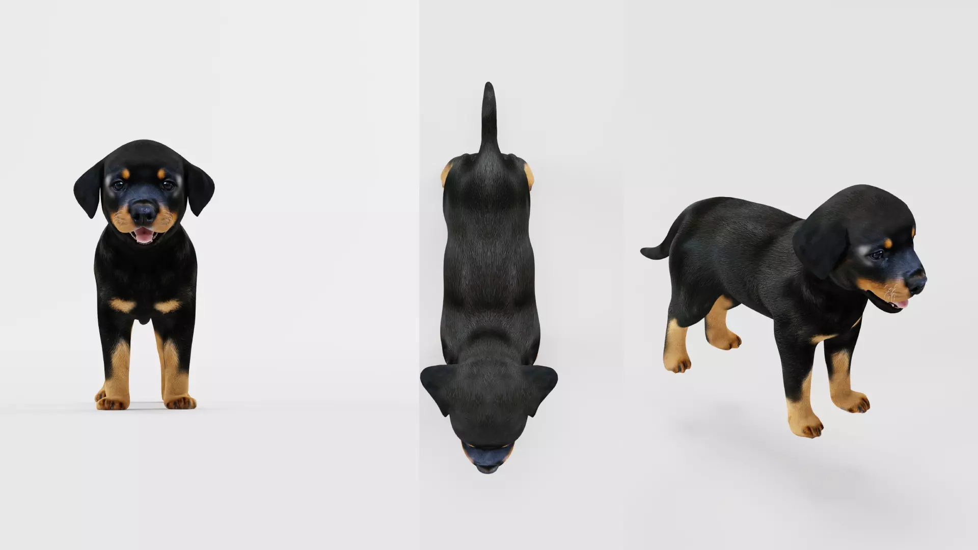 Rottweiler Puppy Dog Low-poly 3D model_47