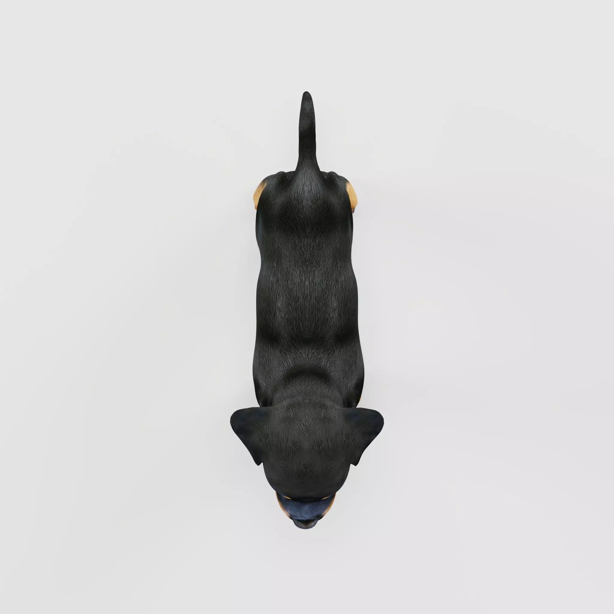 Rottweiler Puppy Dog Low-poly 3D model_18