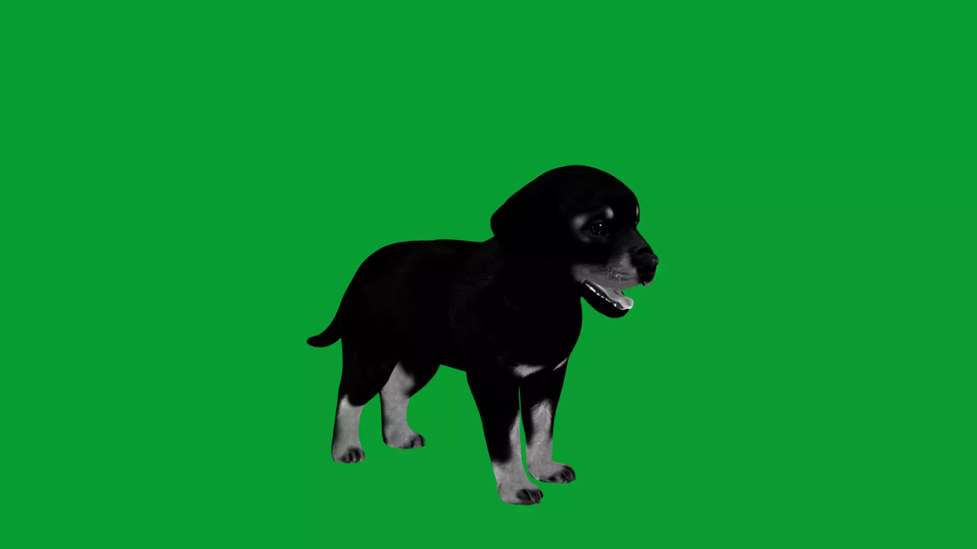 Rottweiler Puppy Dog Low-poly 3D model_56