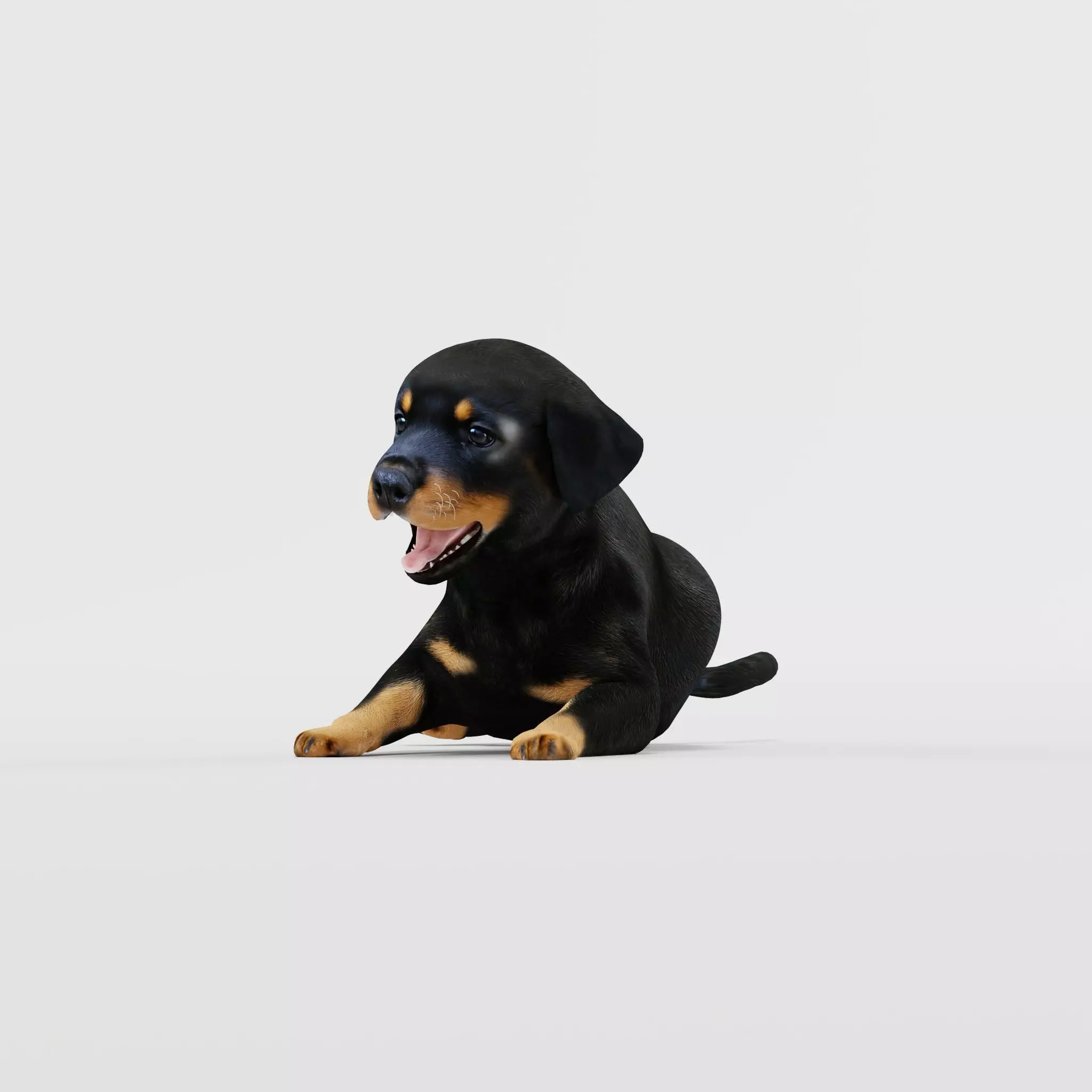 Rottweiler Puppy Dog Low-poly 3D model_16