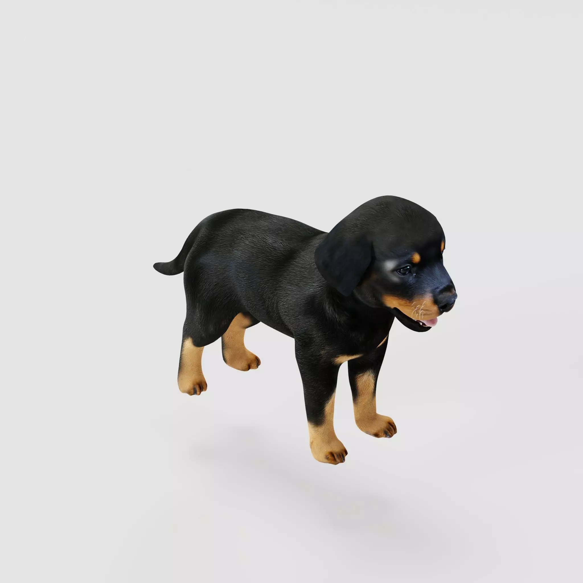 Rottweiler Puppy Dog Low-poly 3D model_25