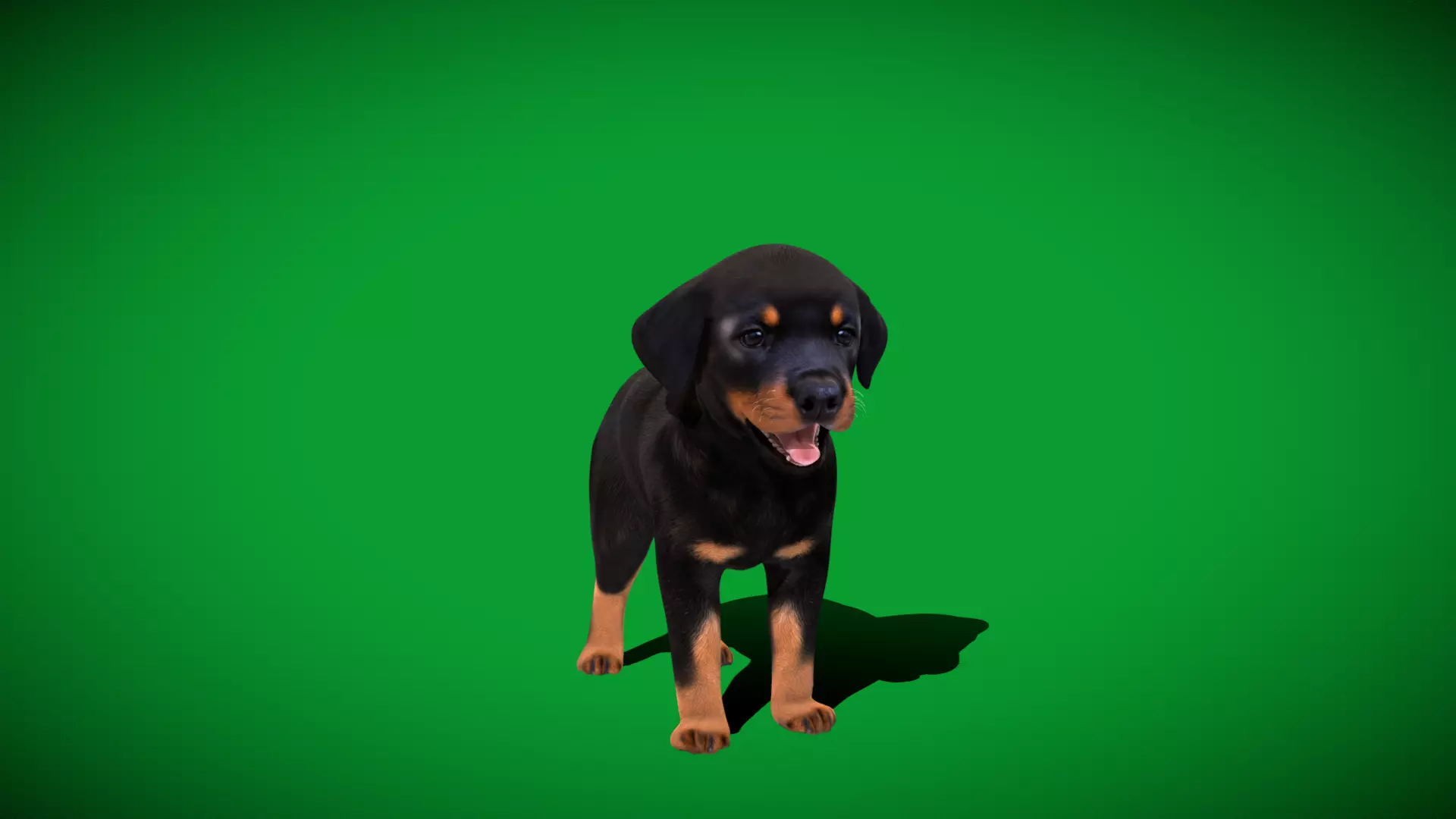 Rottweiler Puppy Dog Low-poly 3D model_59