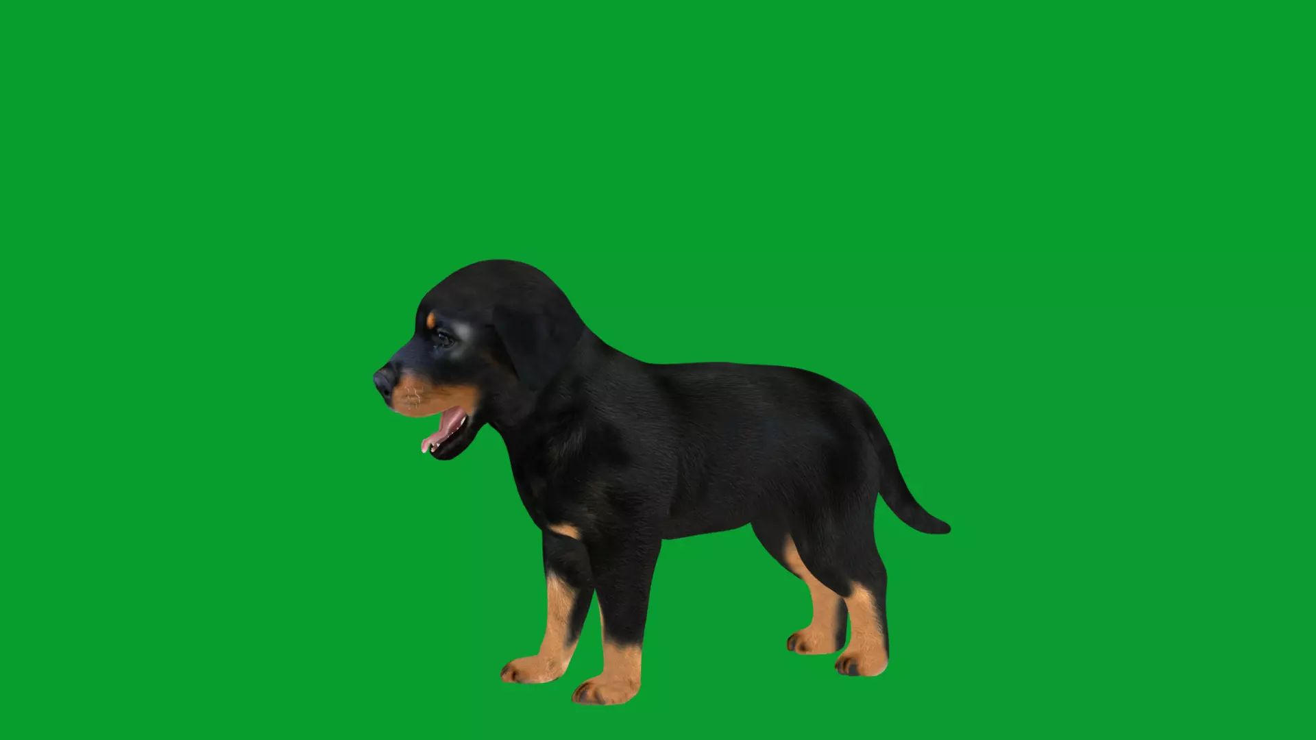 Rottweiler Puppy Dog Low-poly 3D model_51