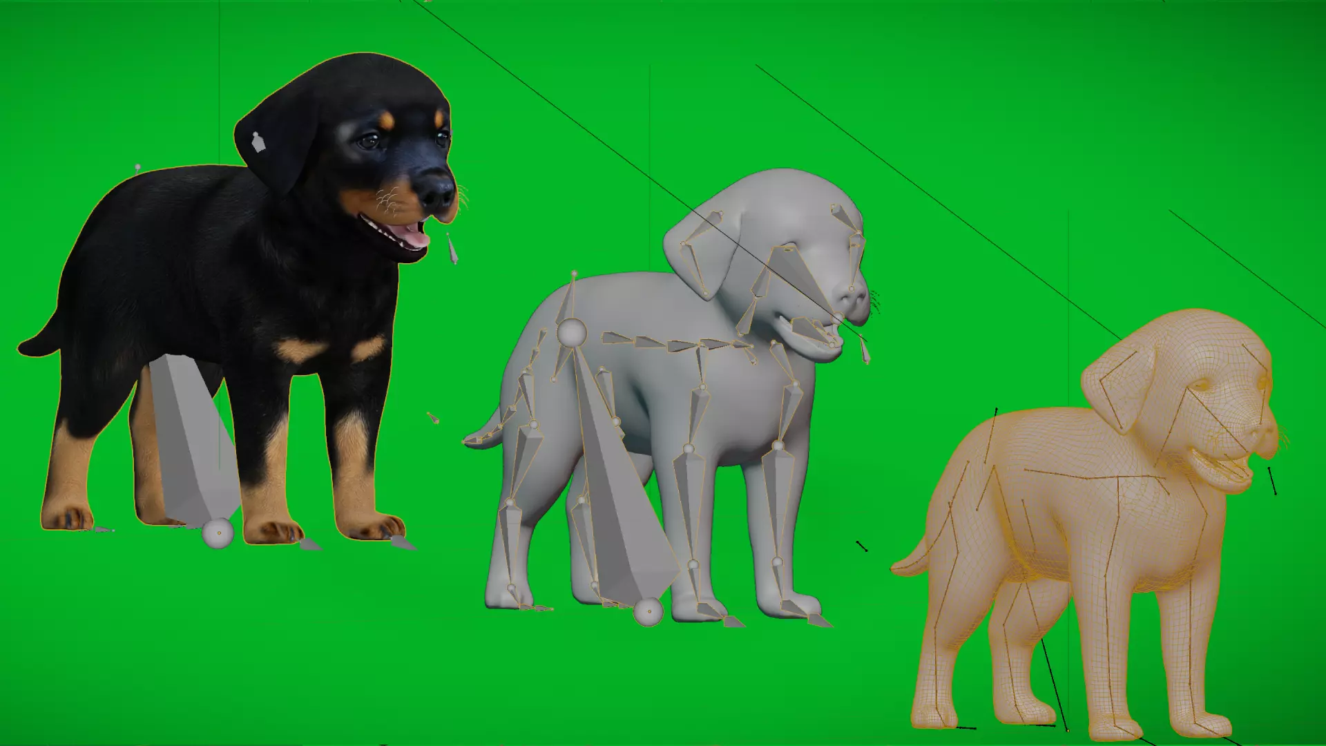 Rottweiler Puppy Dog Low-poly 3D model_6