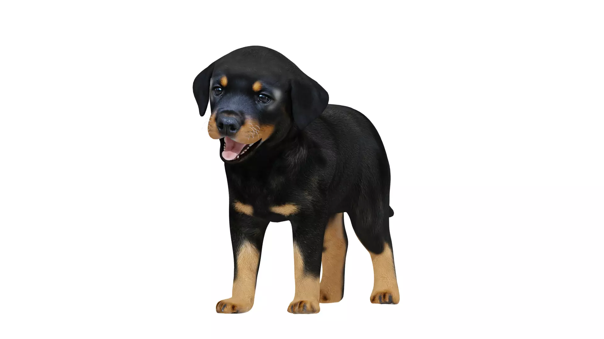 Rottweiler Puppy Dog Low-poly 3D model_12