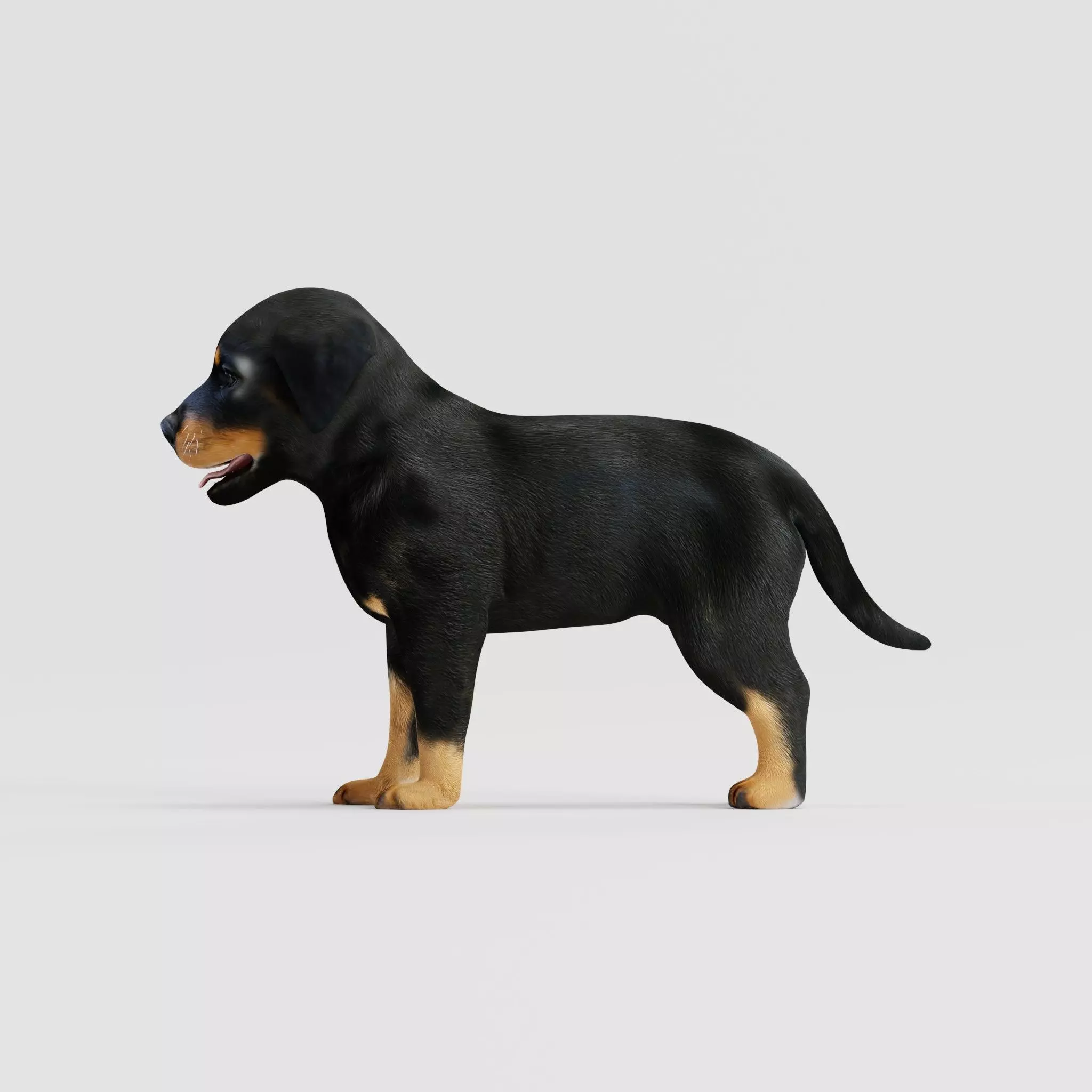 Rottweiler Puppy Dog Low-poly 3D model_22