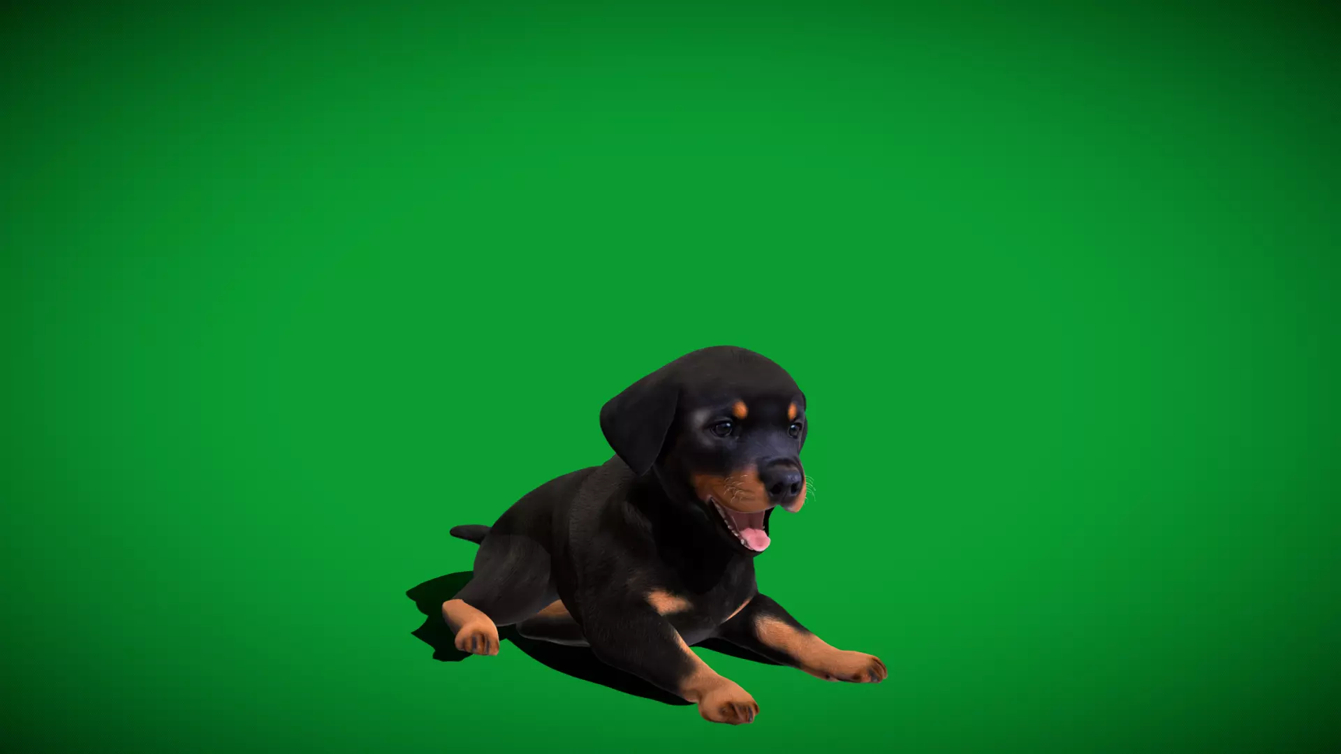 Rottweiler Puppy Dog Low-poly 3D model_57
