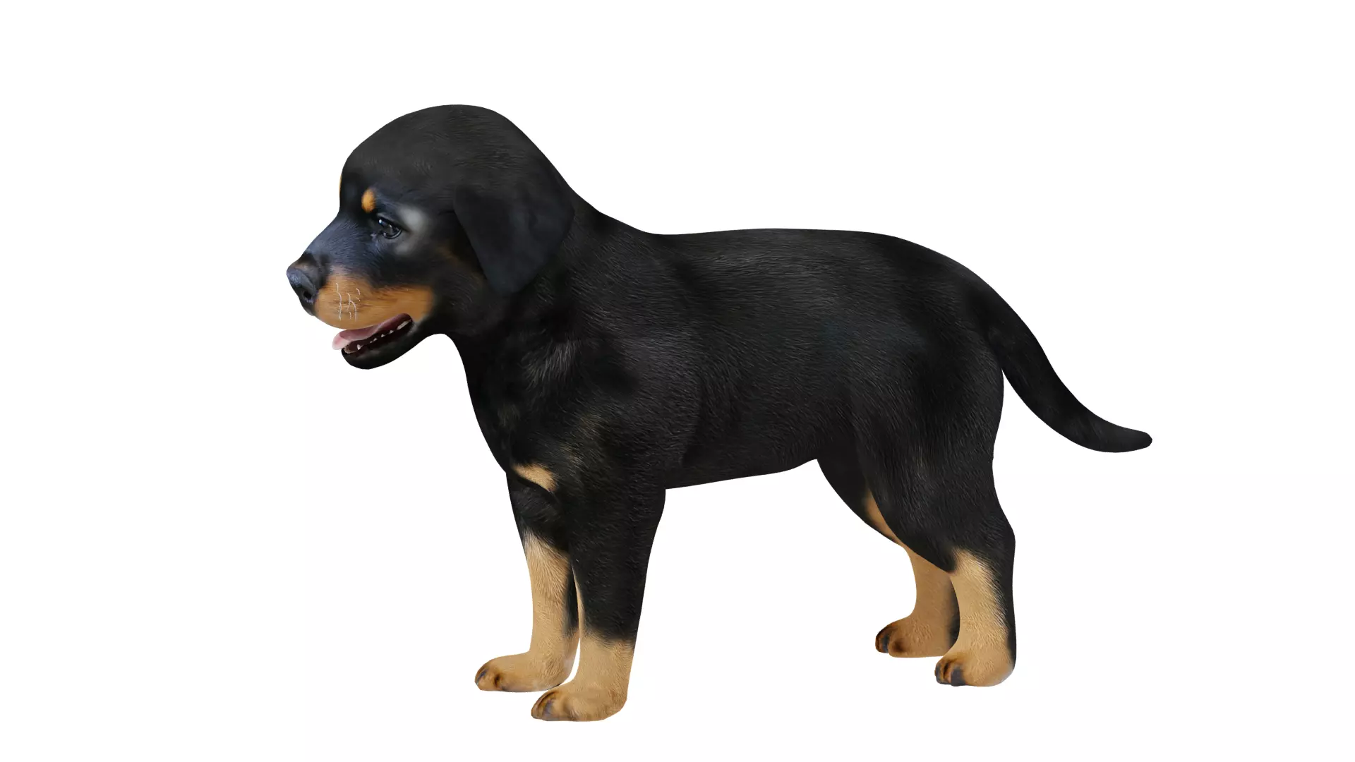 Rottweiler Puppy Dog Low-poly 3D model_14