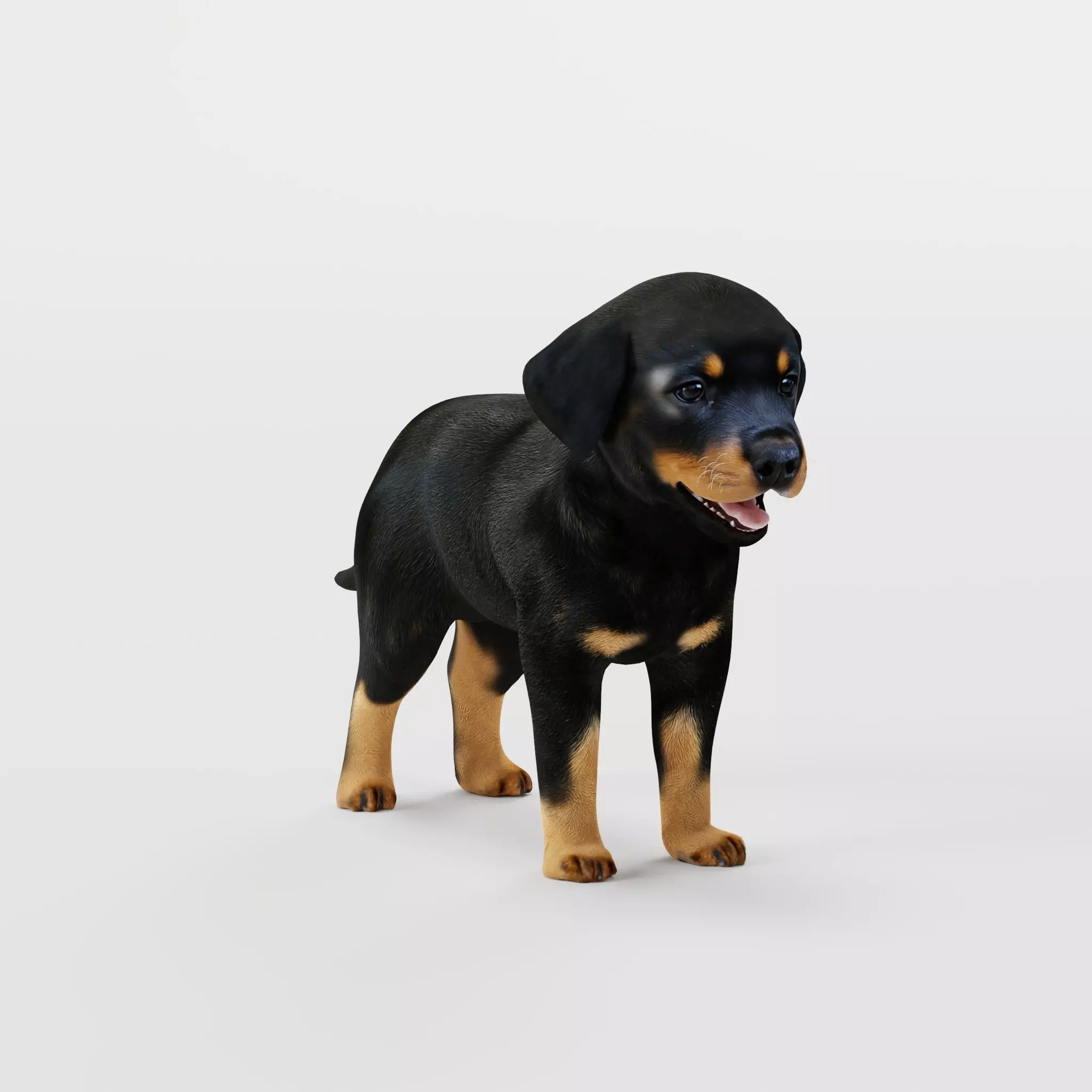 Rottweiler Puppy Dog Low-poly 3D model_21