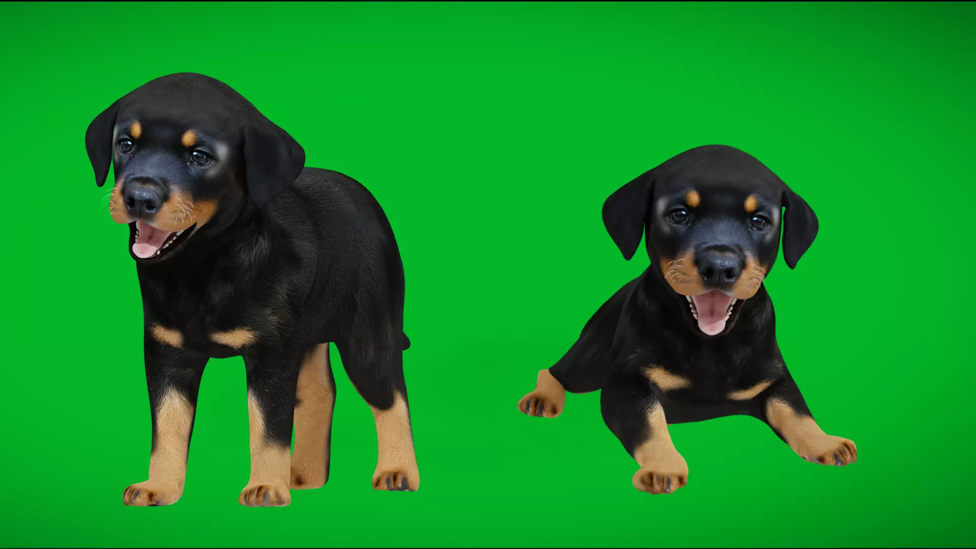 Rottweiler Puppy Dog Low-poly 3D model_7