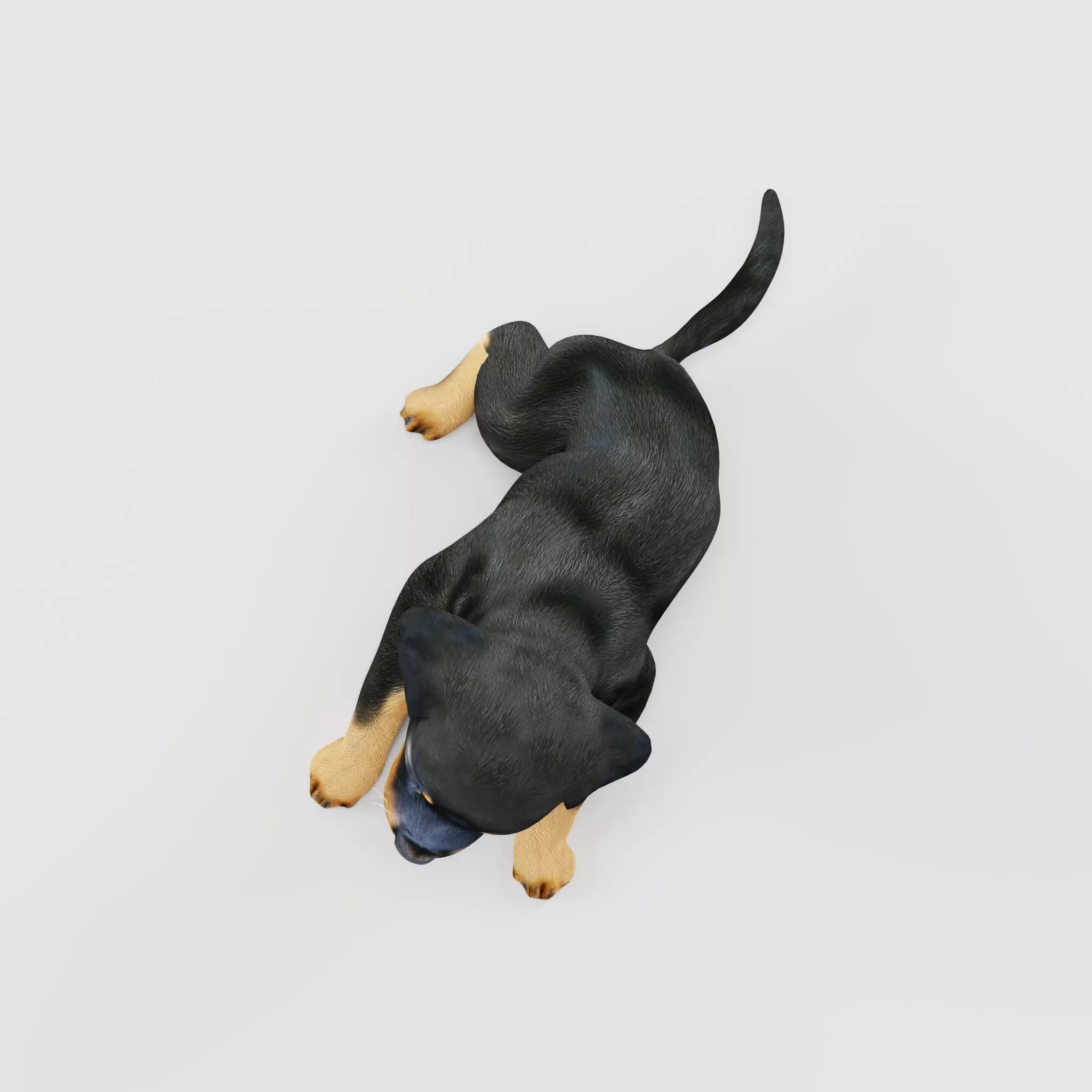 Rottweiler Puppy Dog Low-poly 3D model_10