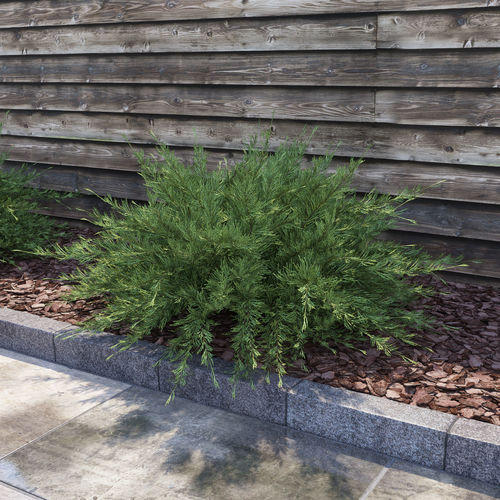 Savin Juniper - Juniperus sabina 3D model