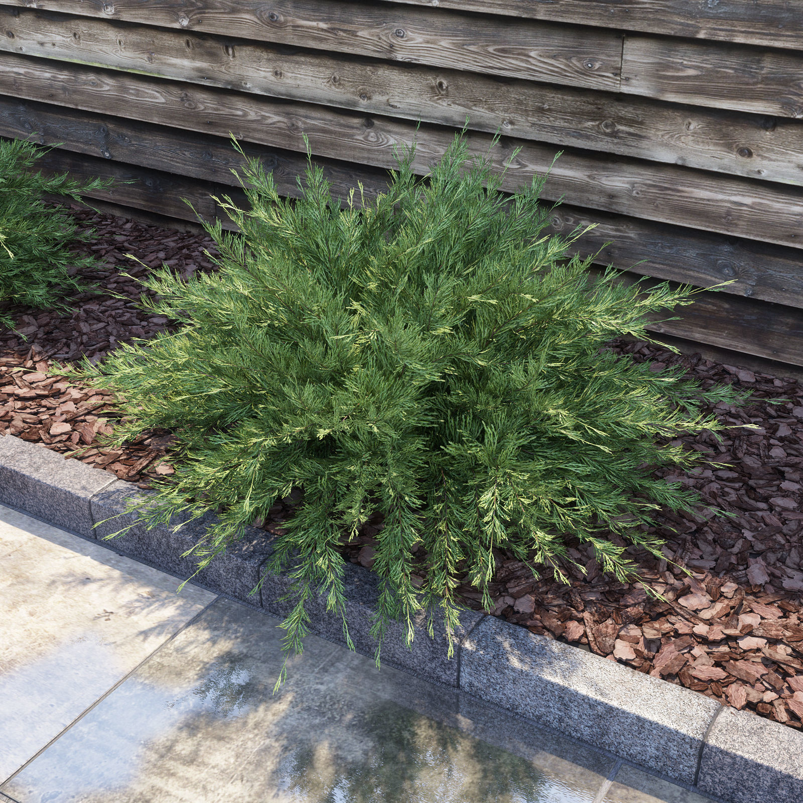 Savin Juniper - Juniperus sabina 3D model_1