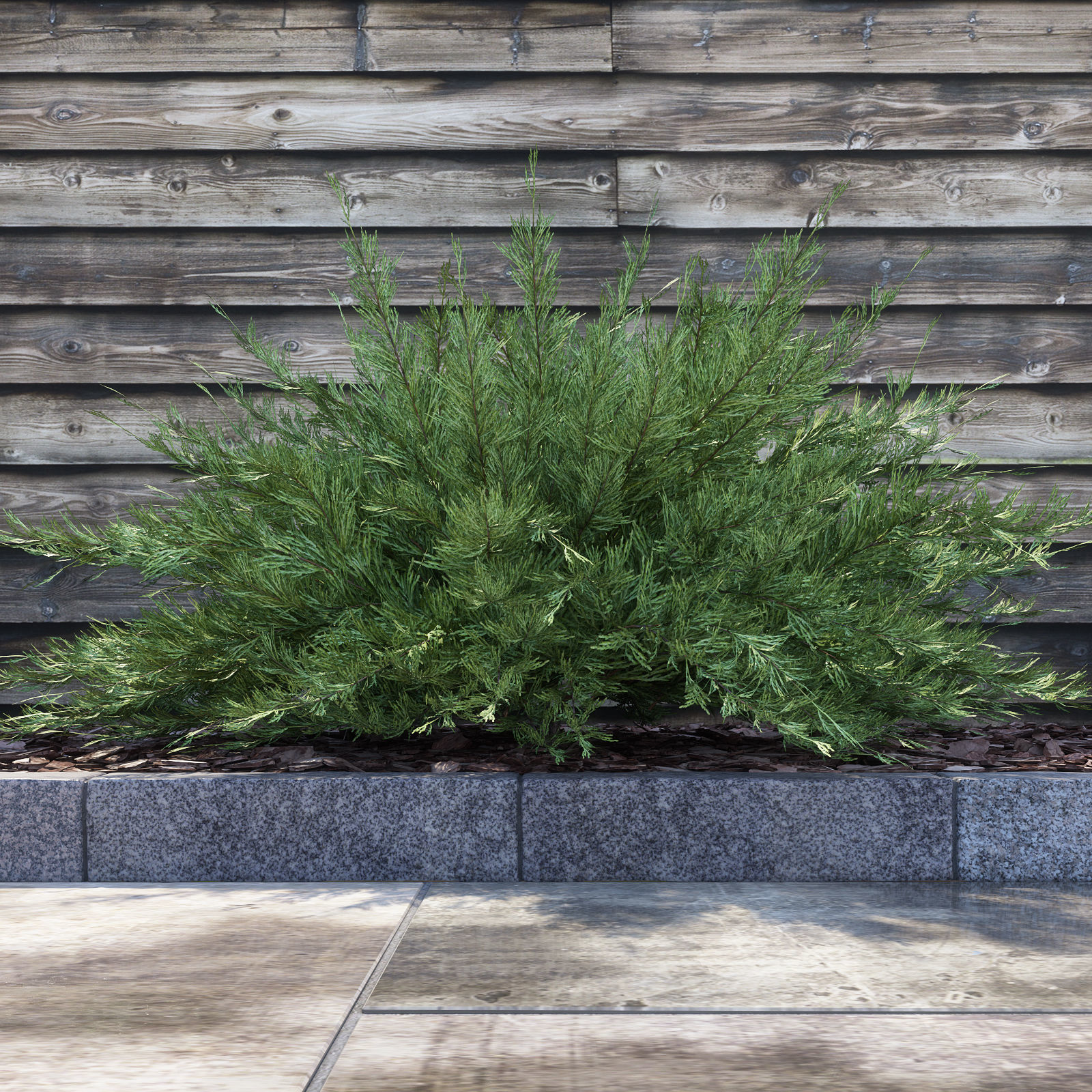 Savin Juniper - Juniperus sabina 3D model_2