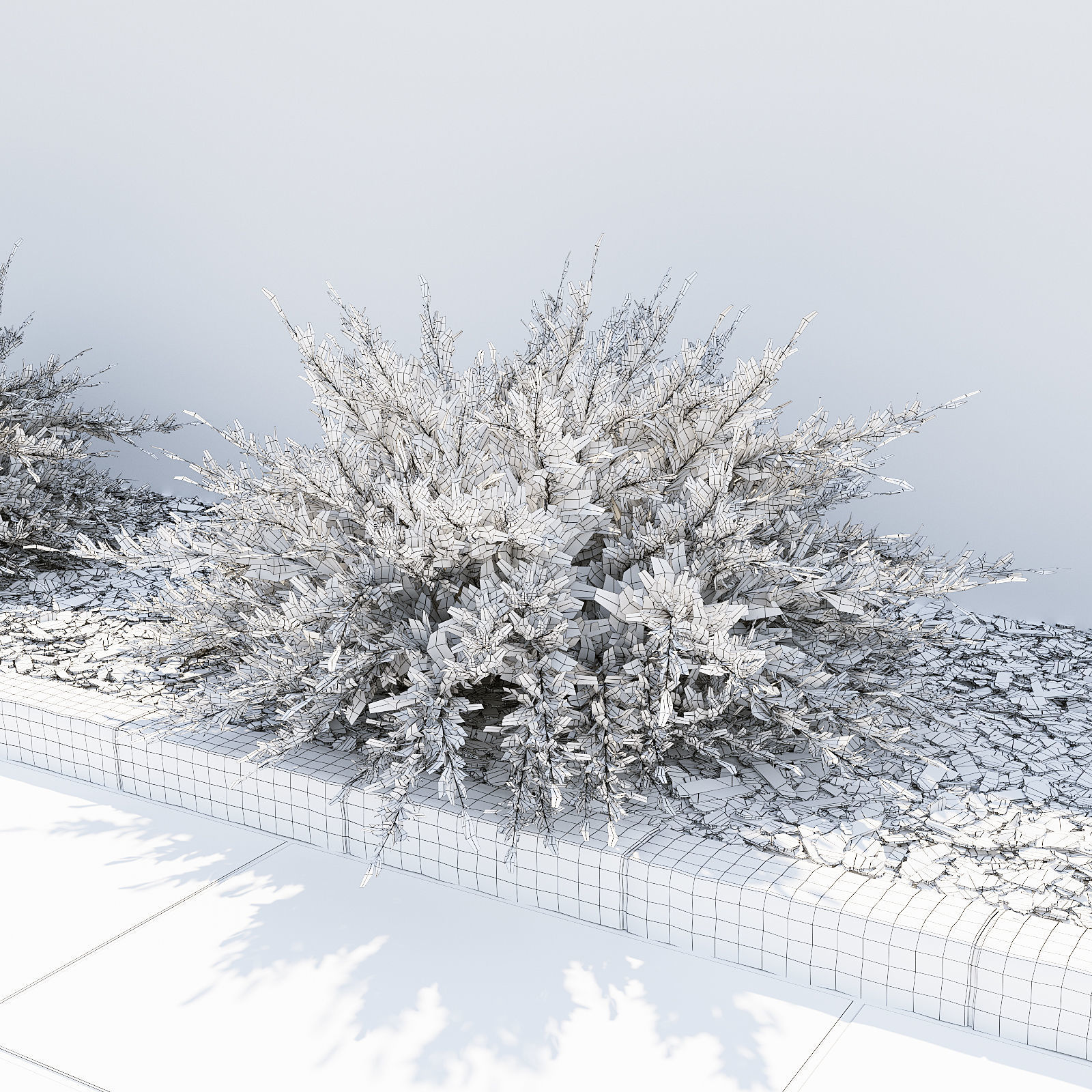 Savin Juniper - Juniperus sabina 3D model_4
