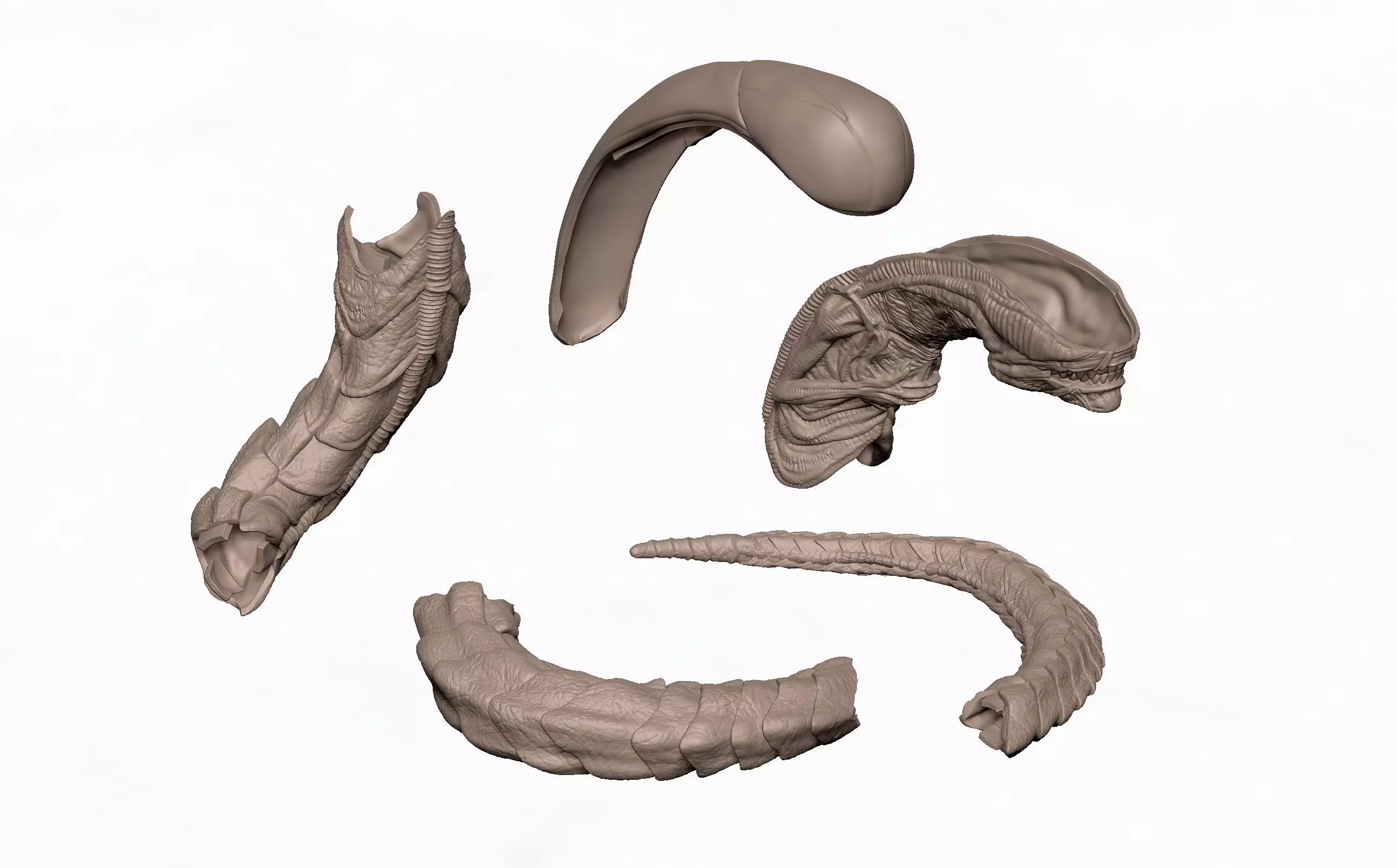 Alien Chestburster 3d stl file 3D print model 3D print model_4