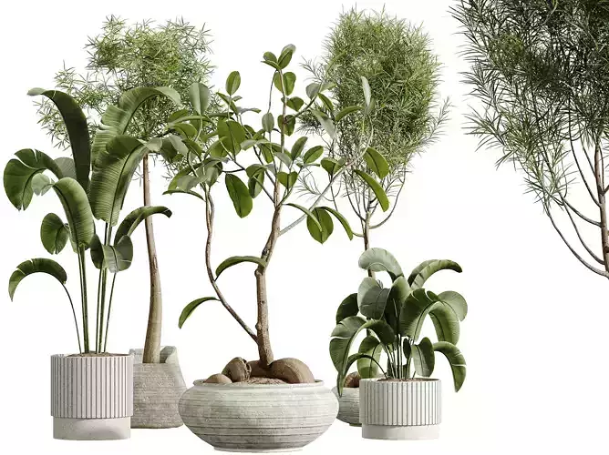 AV Indoor Plants Set 320 Banana Nicolai Ficus