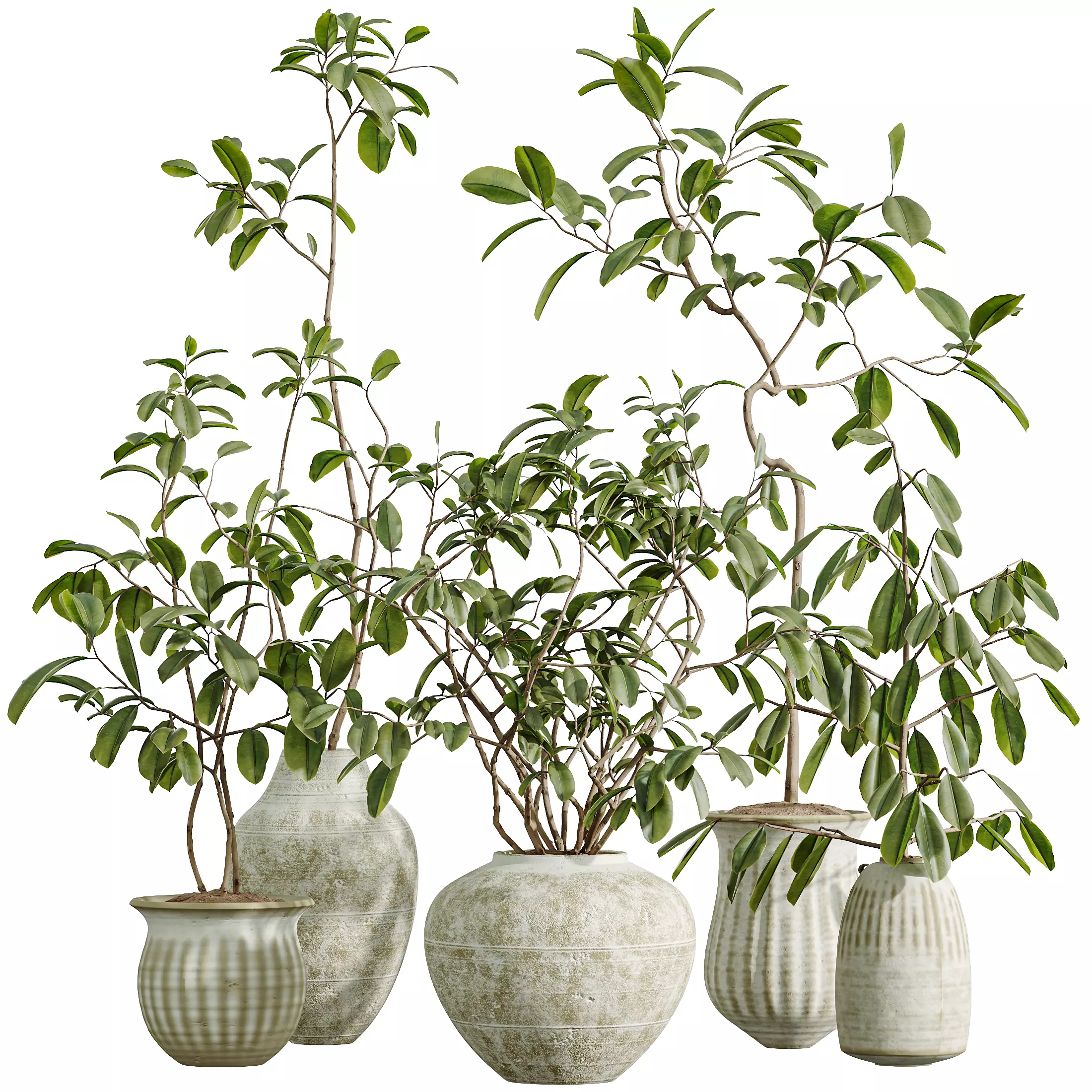 AV Indoor Plants Set 321 Japandi Minimalism Ficus Marginata 3D model_9