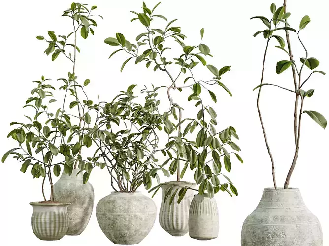 AV Indoor Plants Set 321 Japandi Minimalism Ficus Marginata