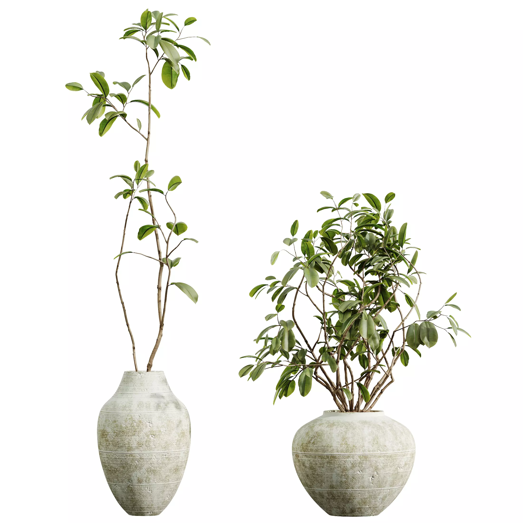 AV Indoor Plants Set 321 Japandi Minimalism Ficus Marginata 3D model_3