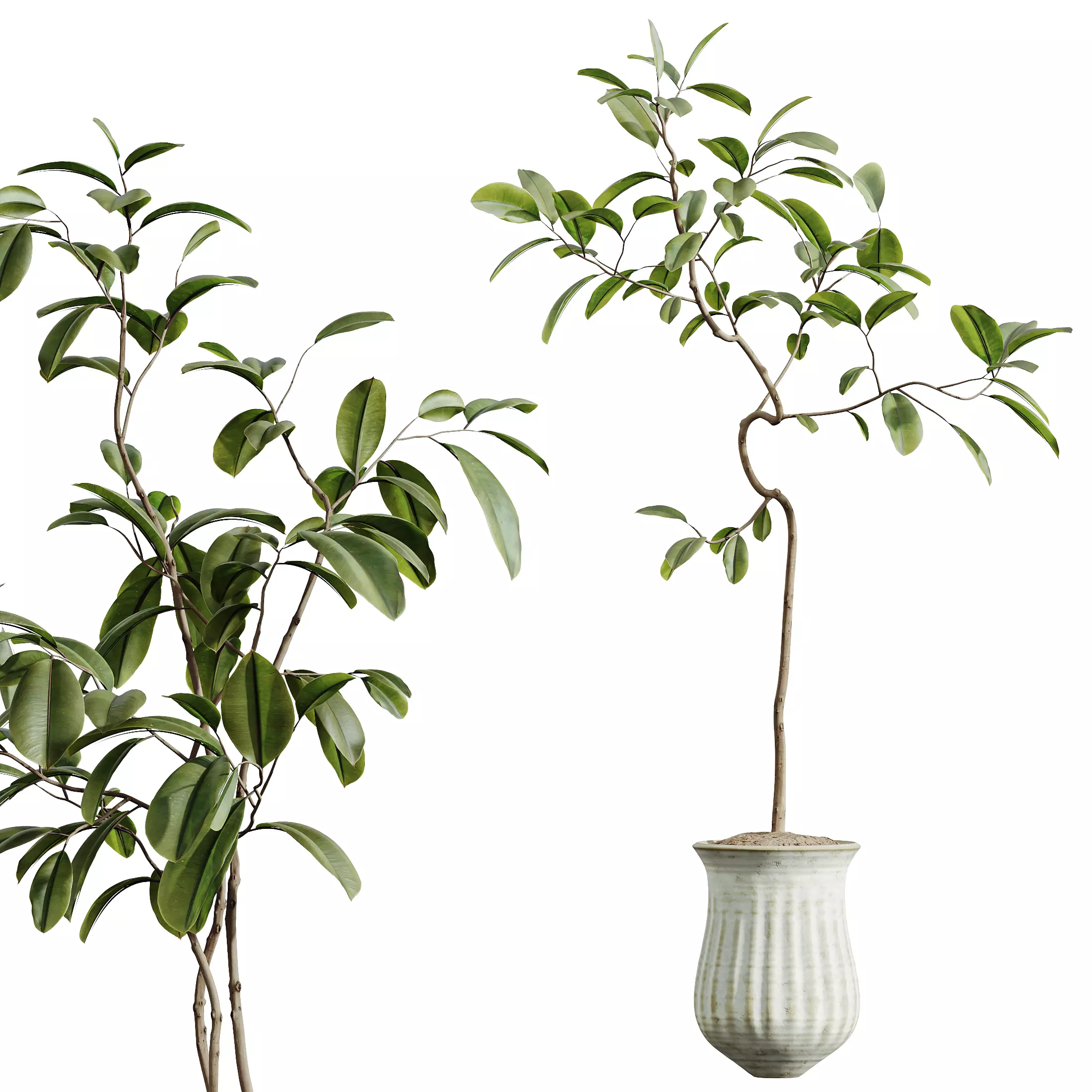 AV Indoor Plants Set 321 Japandi Minimalism Ficus Marginata 3D model_7