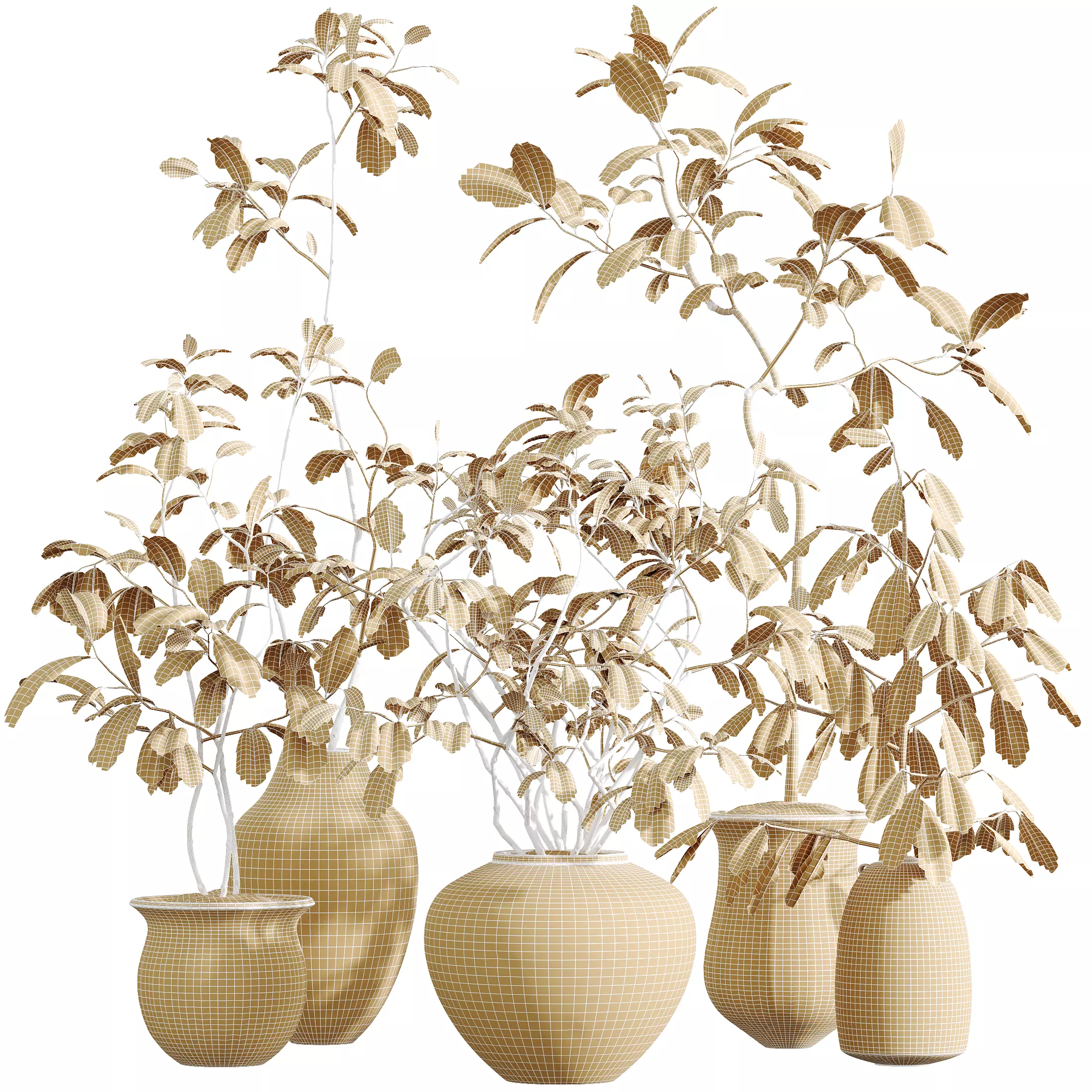 AV Indoor Plants Set 321 Japandi Minimalism Ficus Marginata 3D model_13