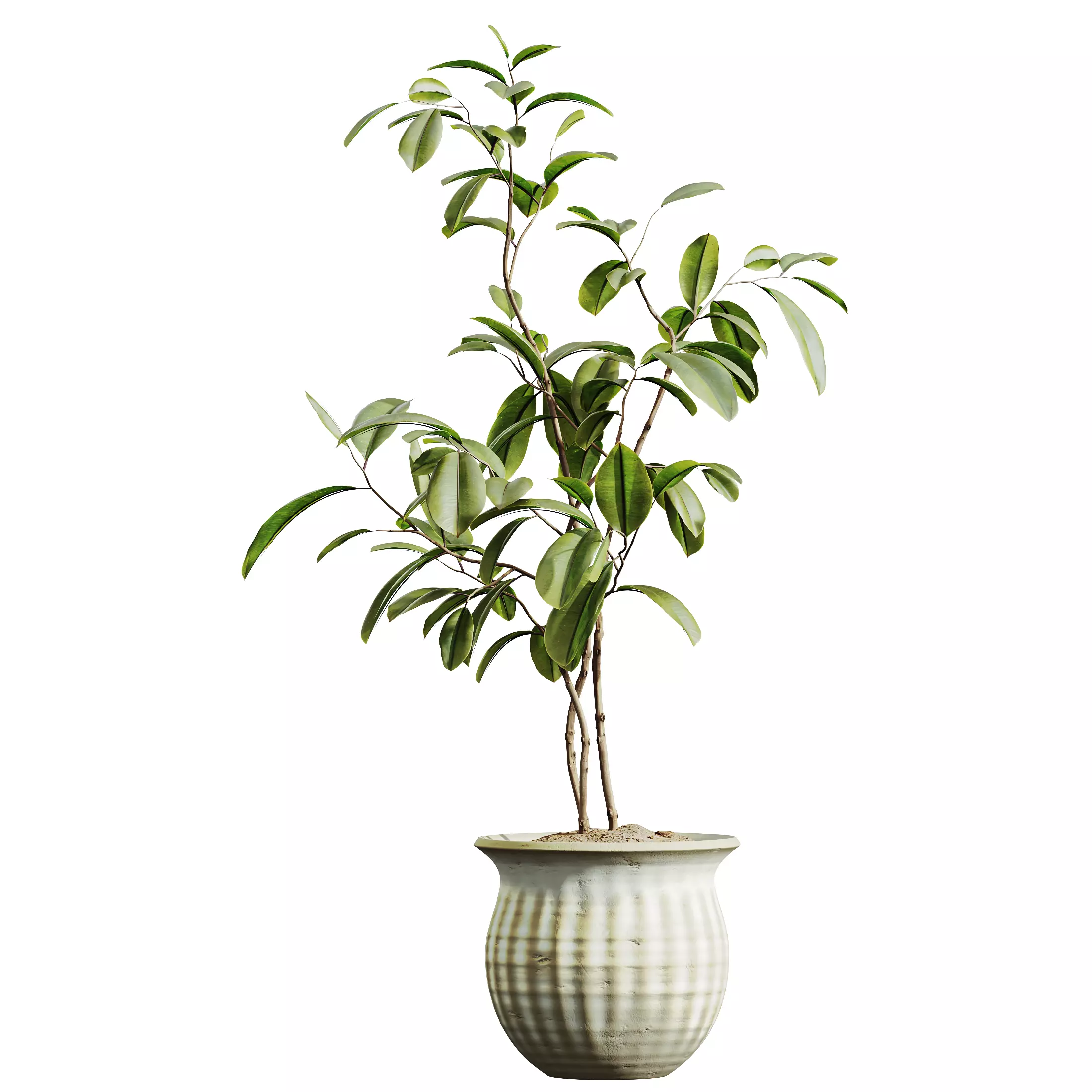 AV Indoor Plants Set 321 Japandi Minimalism Ficus Marginata 3D model_2