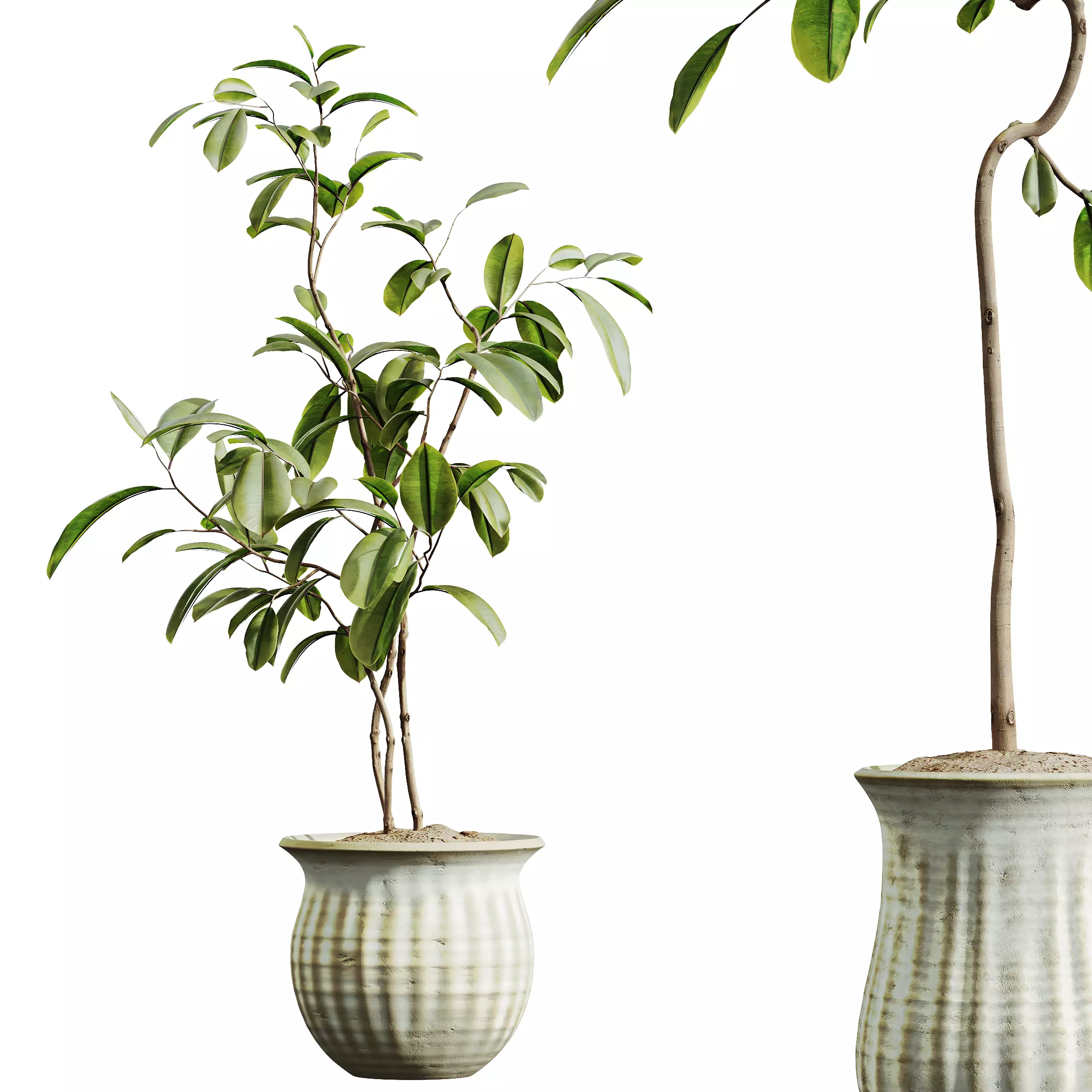 AV Indoor Plants Set 321 Japandi Minimalism Ficus Marginata 3D model_8