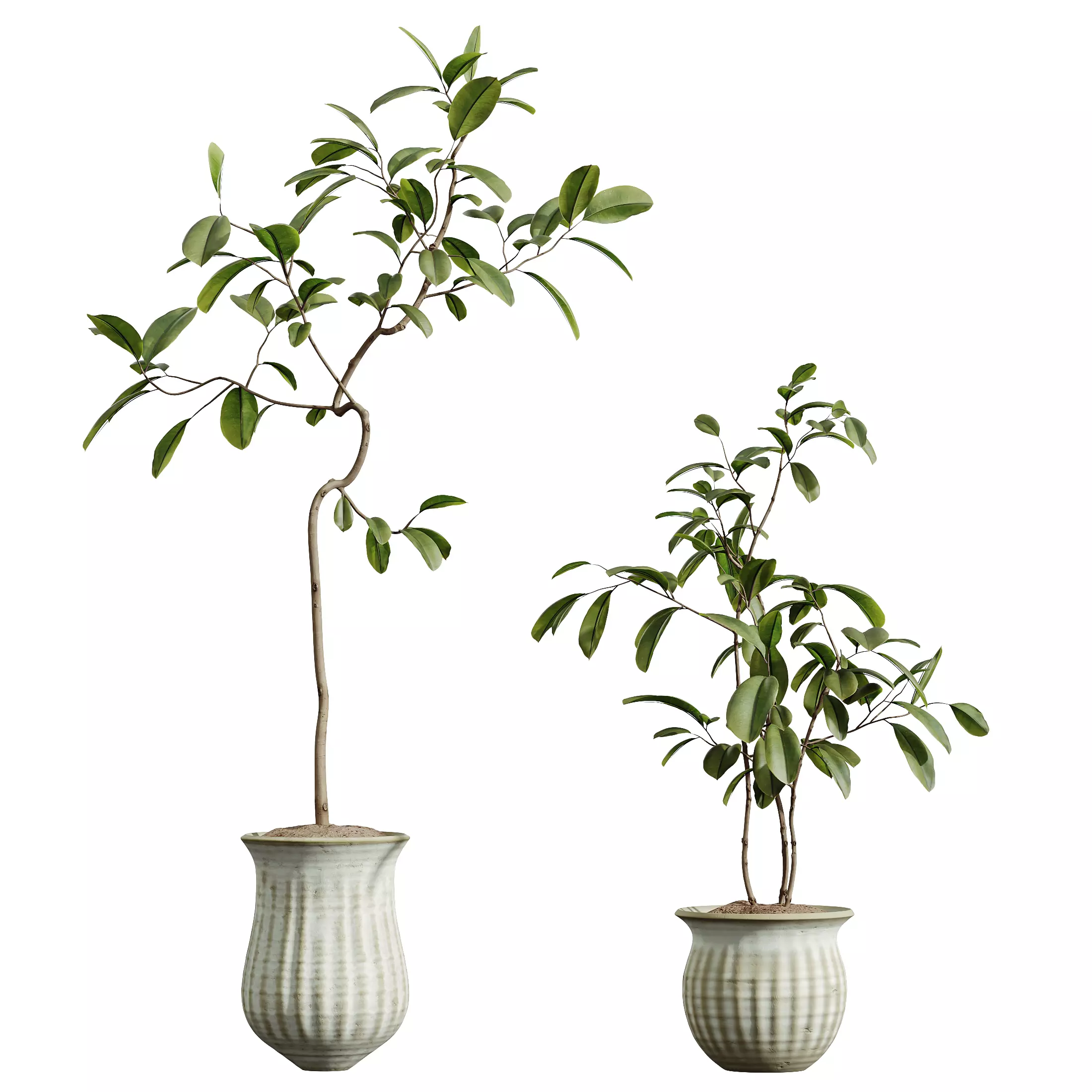 AV Indoor Plants Set 321 Japandi Minimalism Ficus Marginata 3D model_4