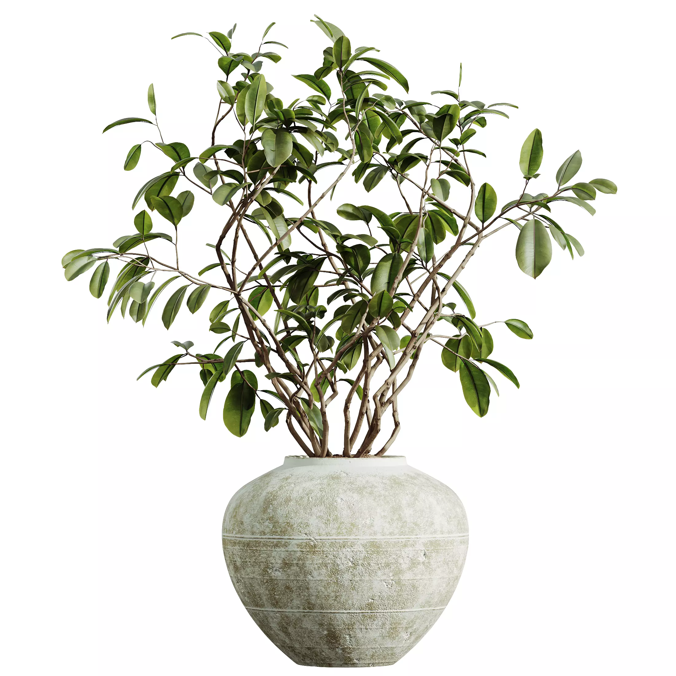 AV Indoor Plants Set 321 Japandi Minimalism Ficus Marginata 3D model_6