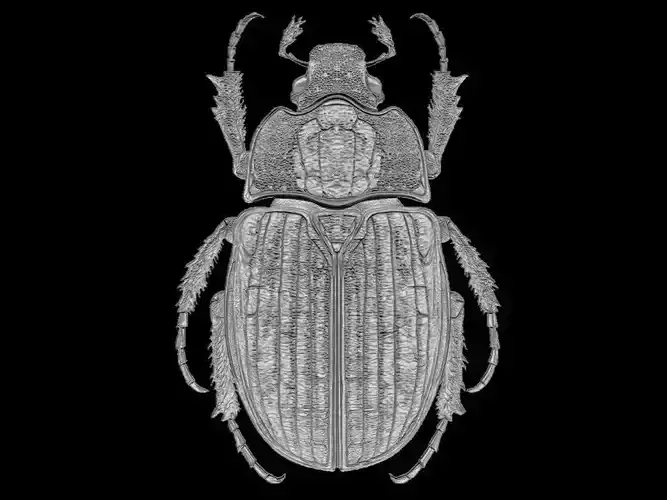  Scarab Beetle Sculpture 