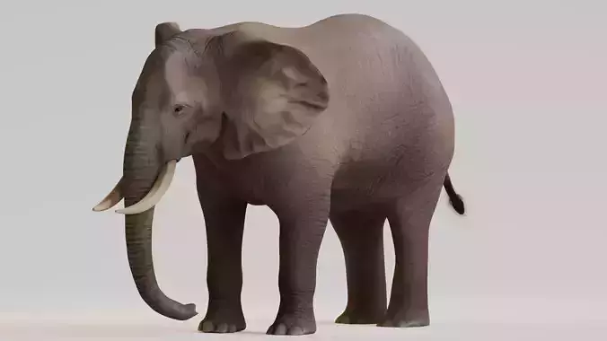 Realistic Animals Savannah - African Elephant Low-poly 3D model