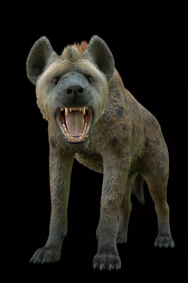 Realistic Spotted Hyena Hyena Rig with Animation Low-poly 3D model_3