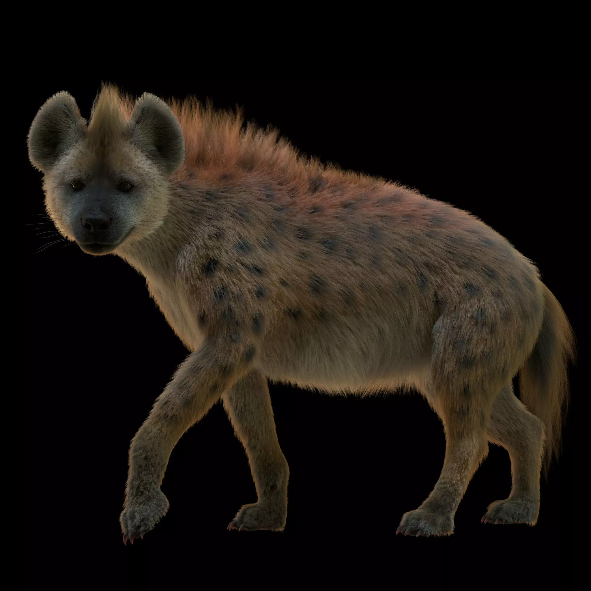 Realistic Spotted Hyena Hyena Rig with Animation Low-poly 3D model_6