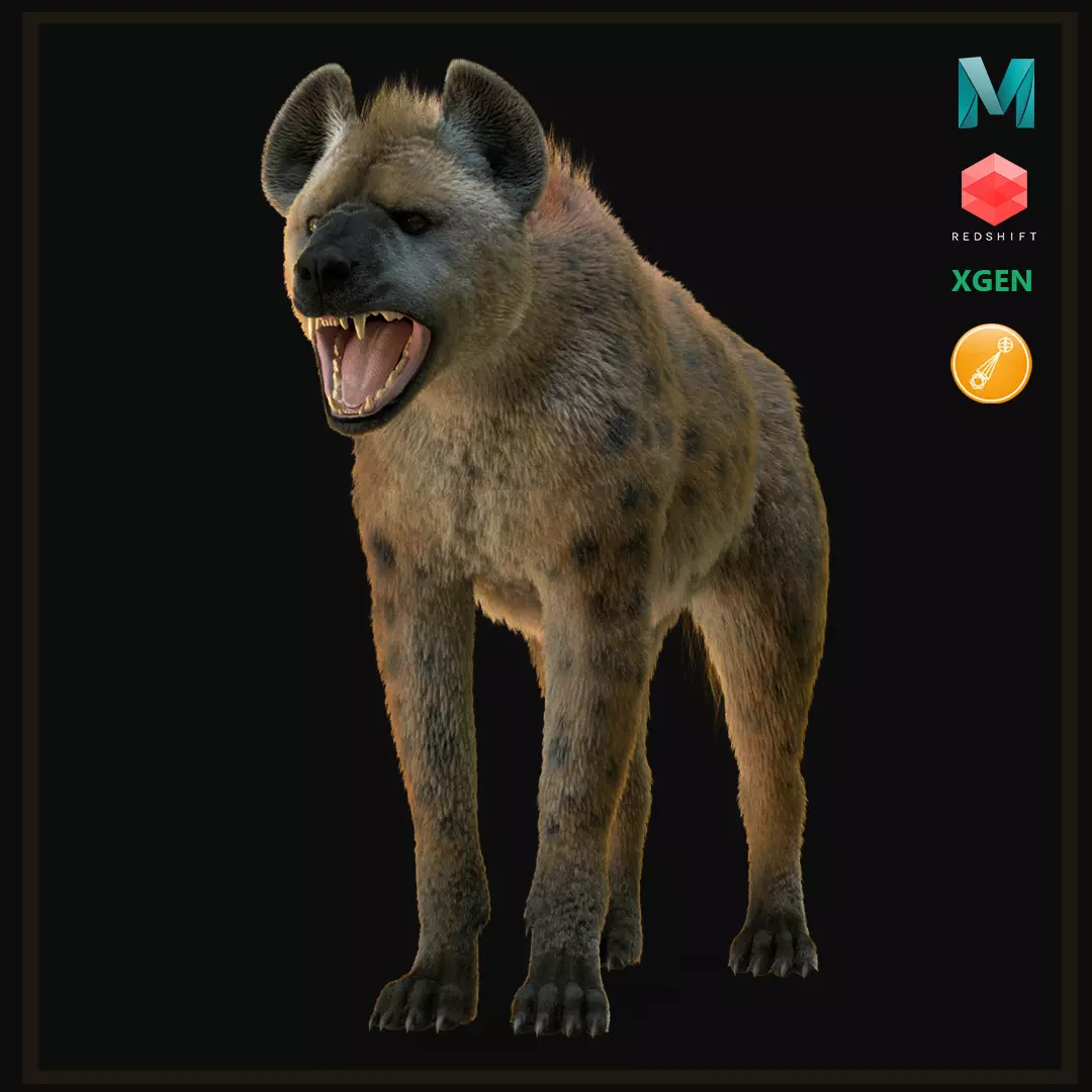 Realistic Spotted Hyena Hyena Rig with Animation Low-poly 3D model_2