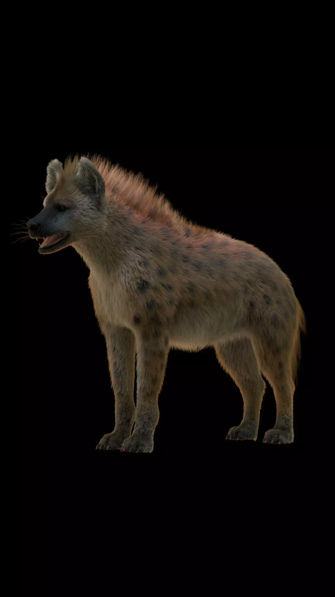 Realistic Spotted Hyena Hyena Rig with Animation Low-poly 3D model_5