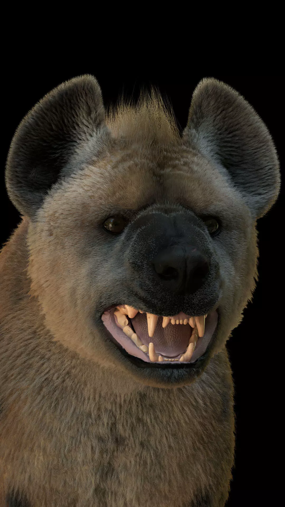 Realistic Spotted Hyena Hyena Rig with Animation Low-poly 3D model_4