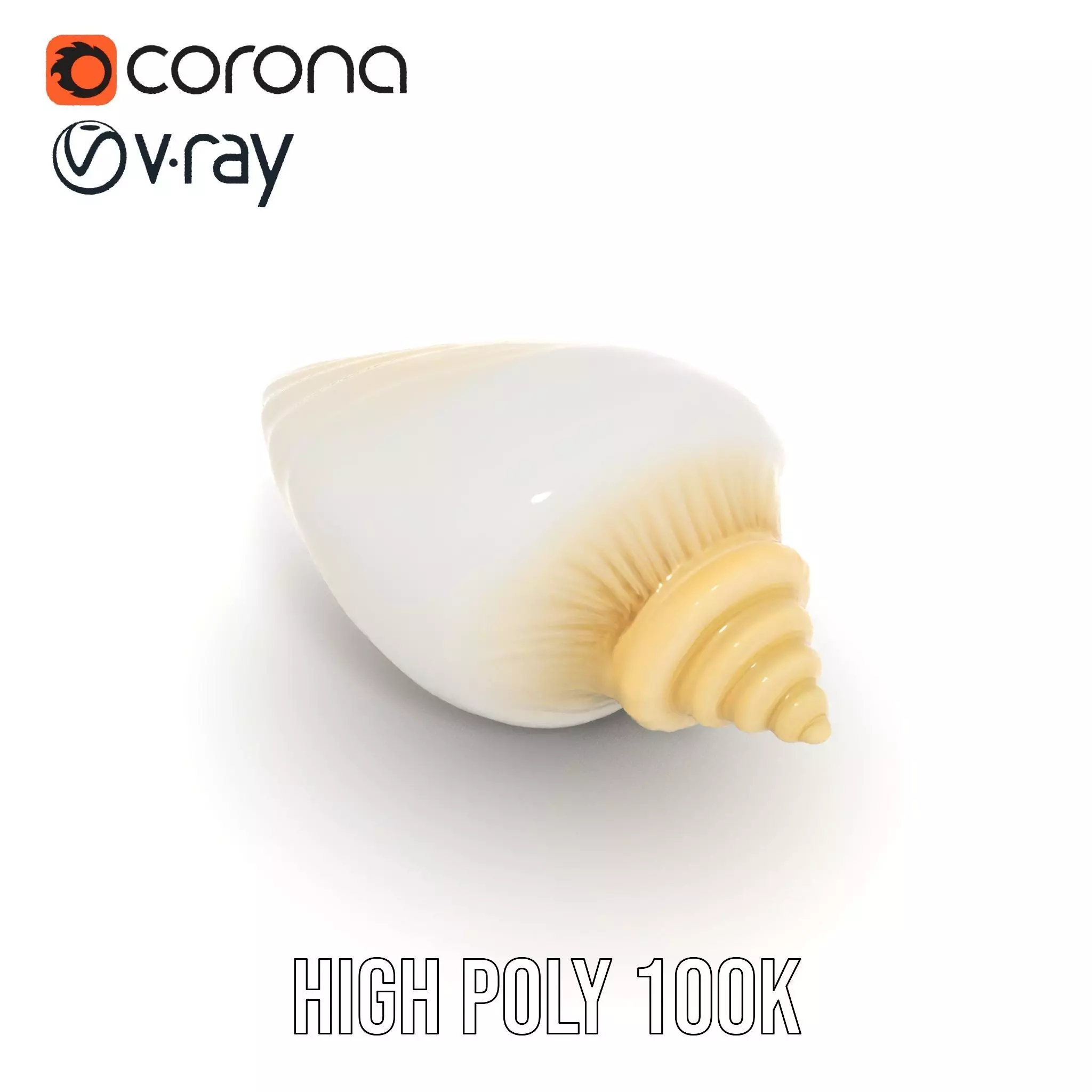 Elegant Ivory Seashell model pack Low-poly 3D model_24