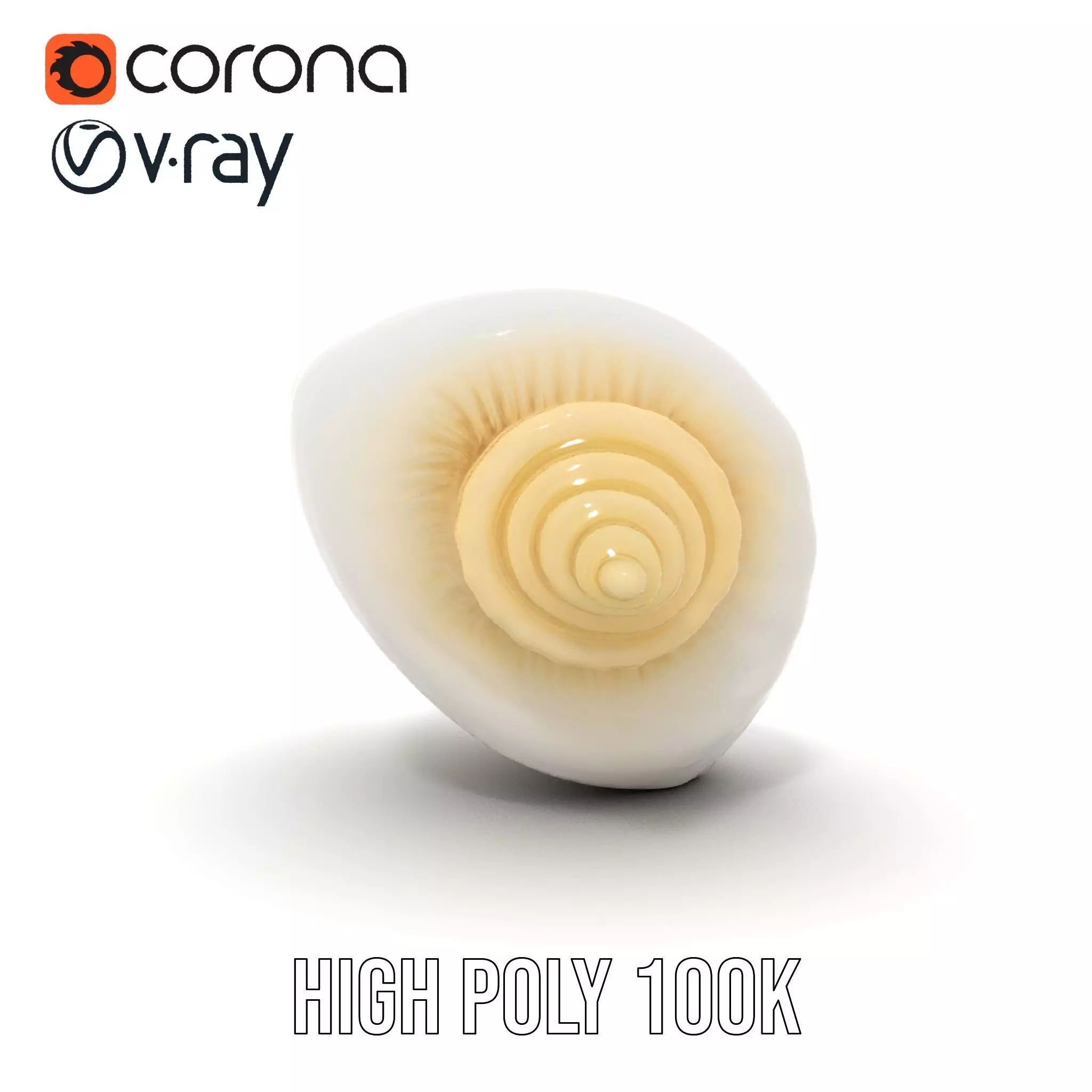 Elegant Ivory Seashell model pack Low-poly 3D model_27