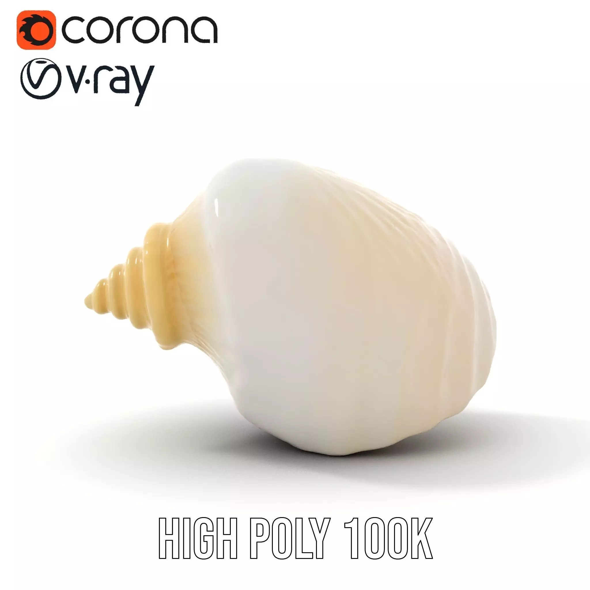 Elegant Ivory Seashell model pack Low-poly 3D model_16