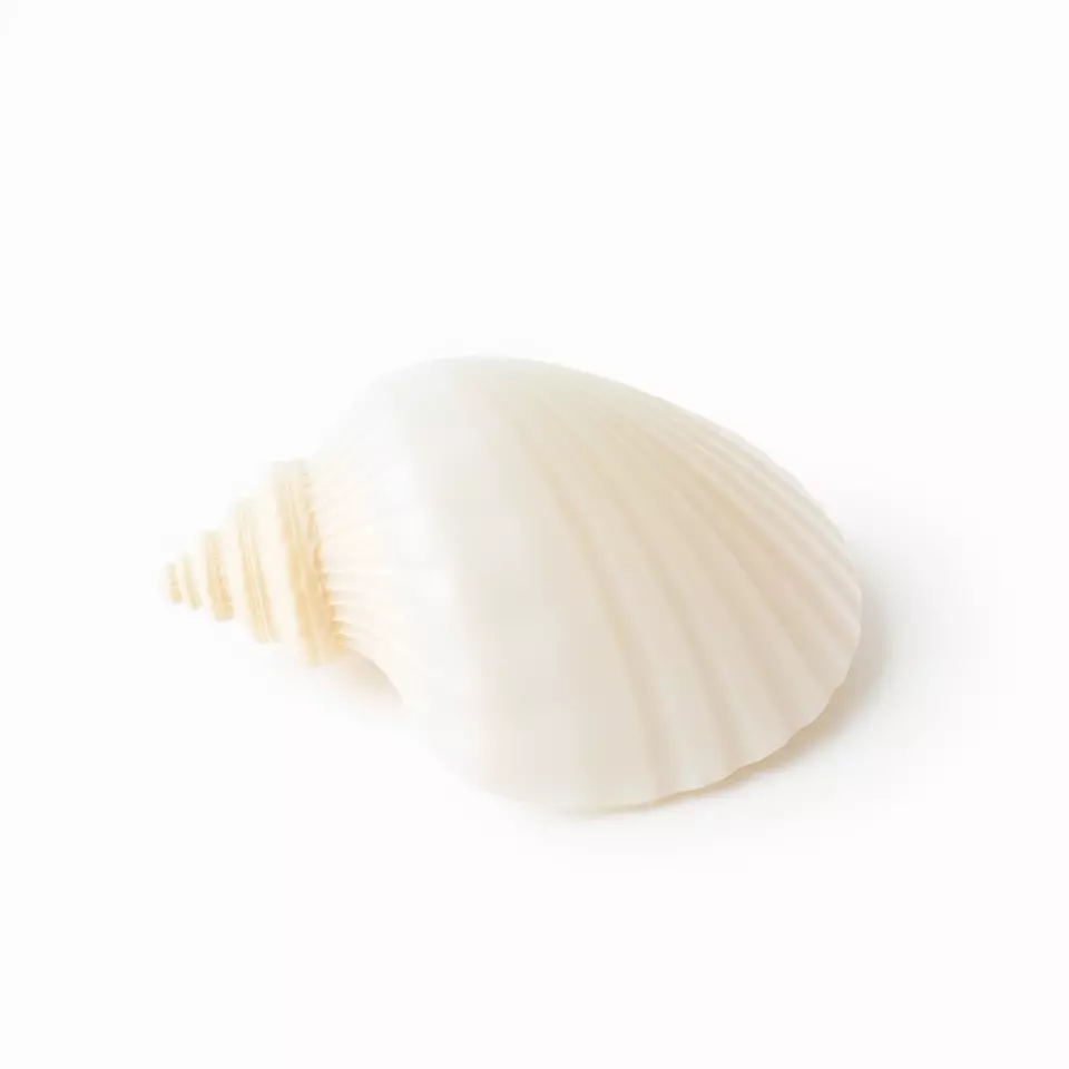 Elegant Ivory Seashell model pack Low-poly 3D model_3