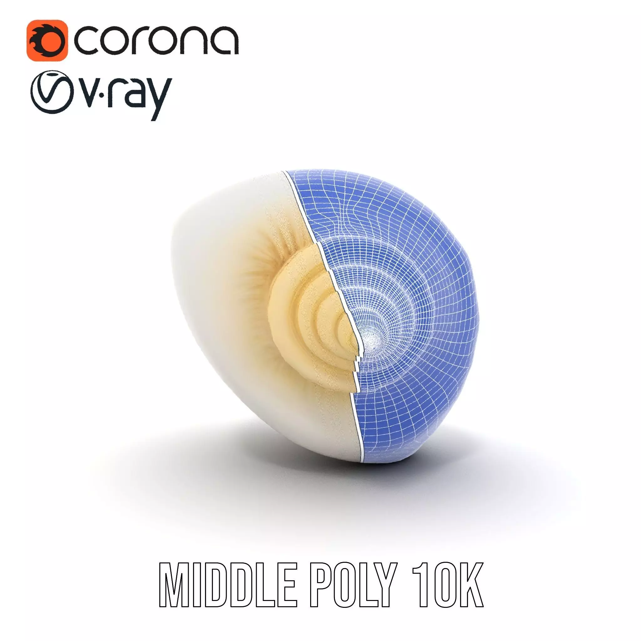 Elegant Ivory Seashell model pack Low-poly 3D model_14